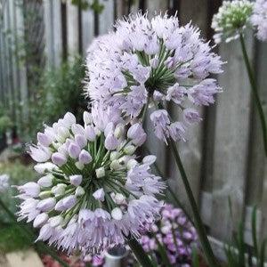 Ornamental Onion 'Summer Beauty' Potted Ornamental Onion Plant