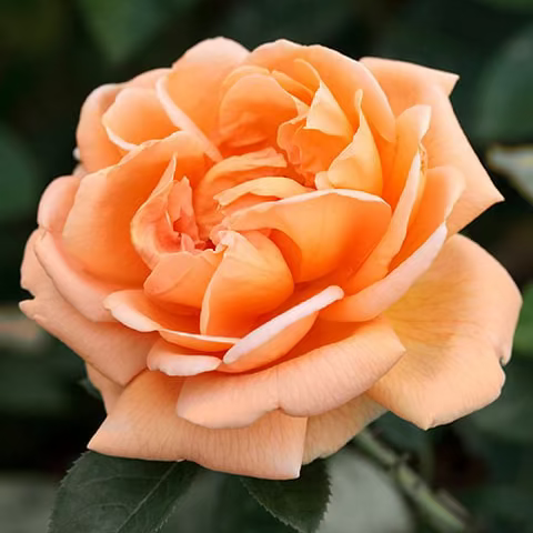 Abbaye de Cluny™ Bare Root Rose Bush