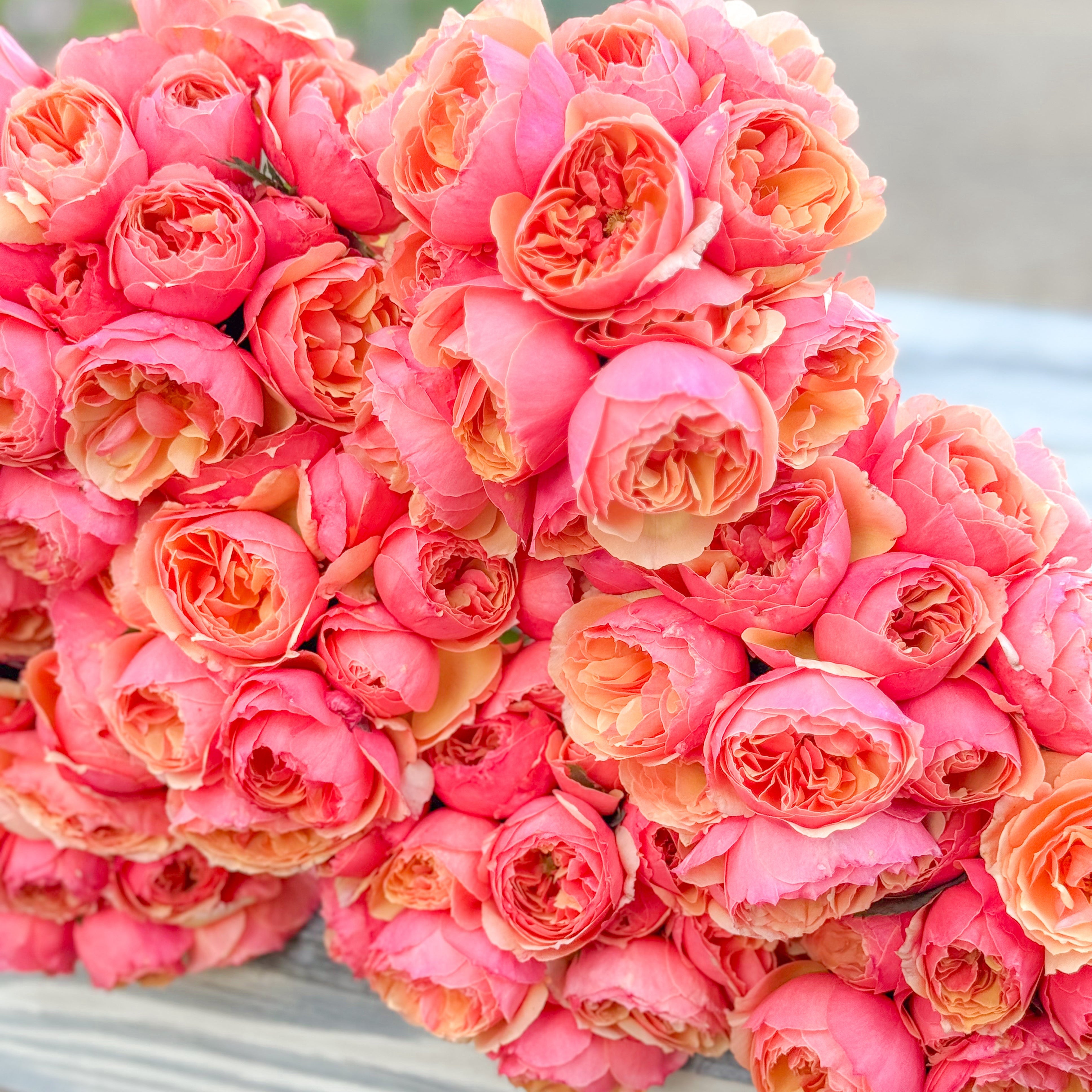 About Face® Potted Rose Bush