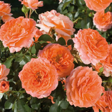 Adobe Sunrise™ Bare Root Rose Bush