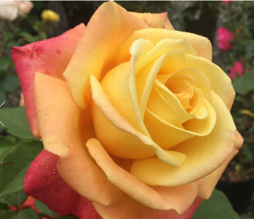 A Lady Never Tells™ Bare Root Rose Bush