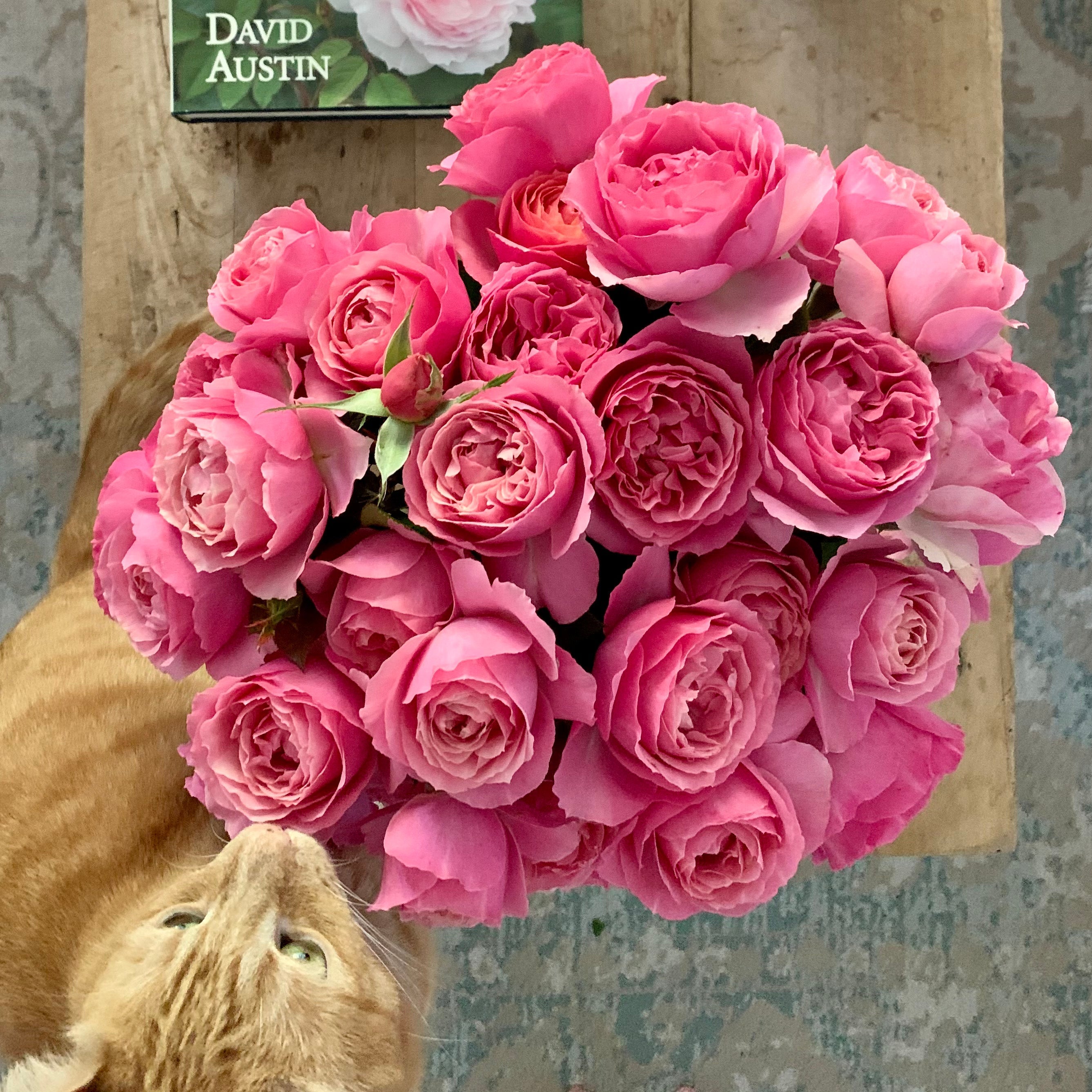 All Dressed Up™ Potted Rose Bush