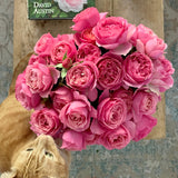 All Dressed Up™ Bare Root Rose Bush