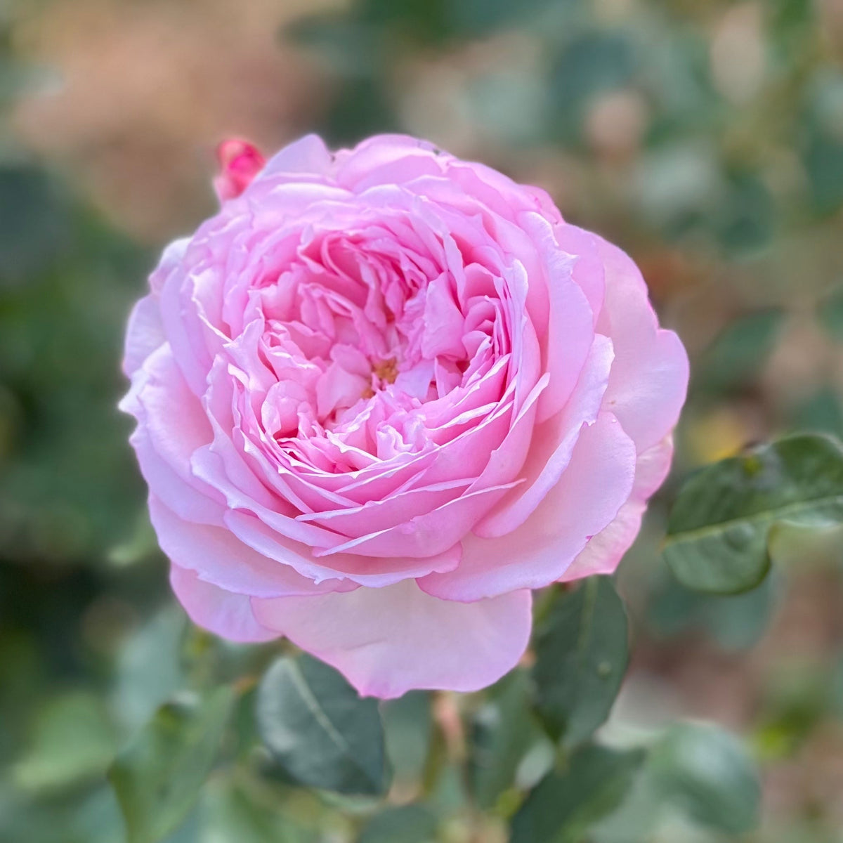 The Alnwick® Rose™ Bare Root Rose Bush