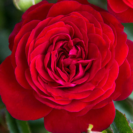 True Bloom® True Love™ Potted Rose Bush