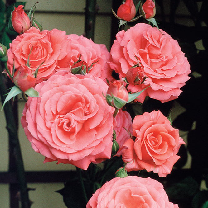 America™ Bare Root Climbing Rose