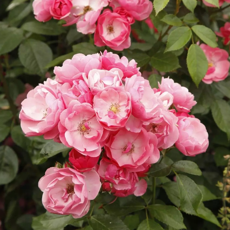 池原農園　アンジェラ Angela Rose Bush | Pink Shrub Rose | Grace Rose Farm