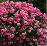 Angela® Bare Root Climbing Rose