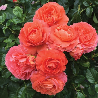 Anglia Love™ (A.K.A. Coquitlam) Bare Root Rose Bush