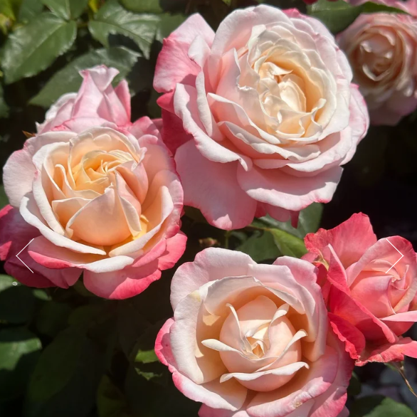 ローズマリー その他 Rose marry RosettE days – Rosemary / ローズマリー 婚約指輪