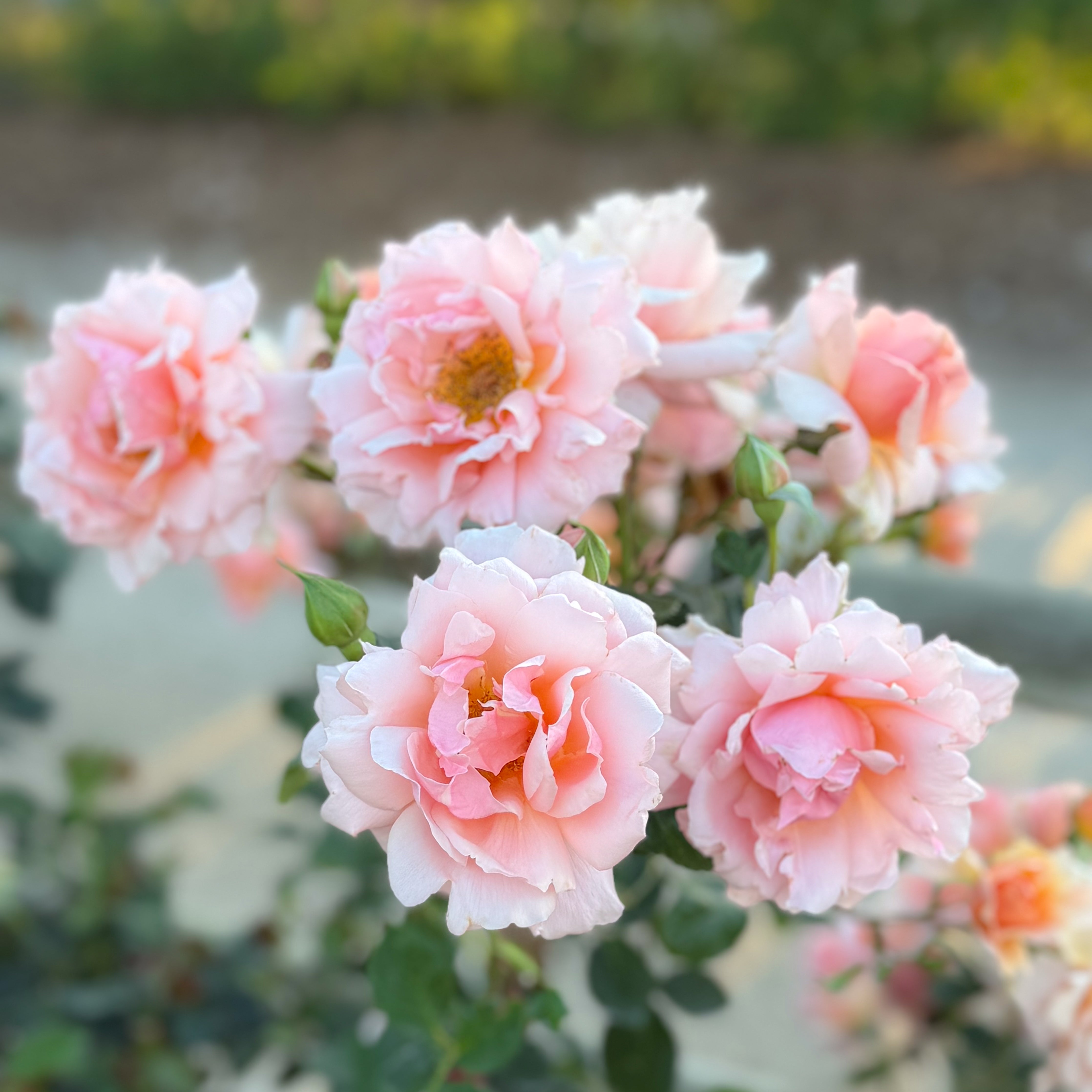 Apricot Candy™ Potted Rose Bush