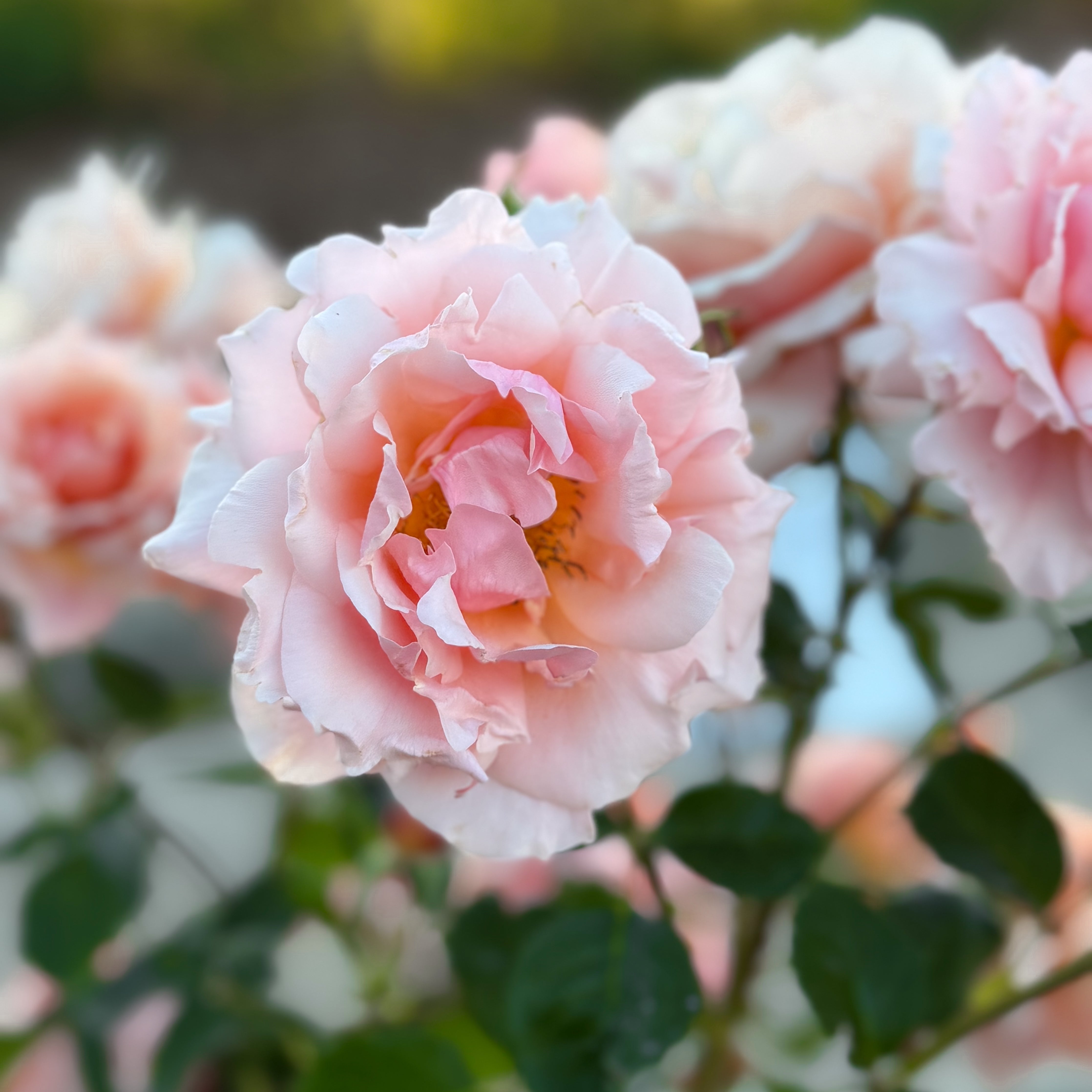 Apricot Candy™ Potted Rose Bush