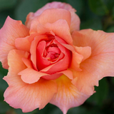 Apricot Candy™ Bare Root Tree Rose