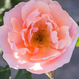 Apricot Candy™ Bare Root Rose Bush