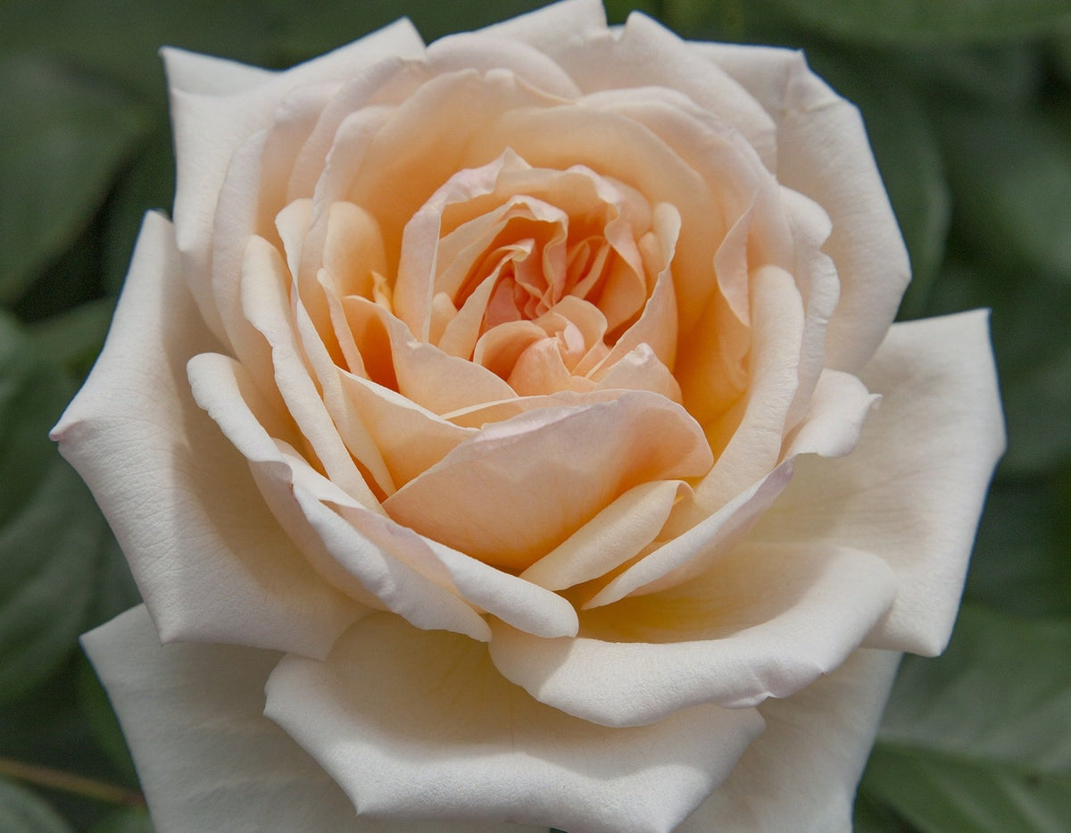Apricots and Cream Potted Rose Bush