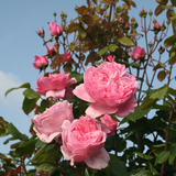 Arborose® Kiss Me Kate Bare Root Climbing Rose