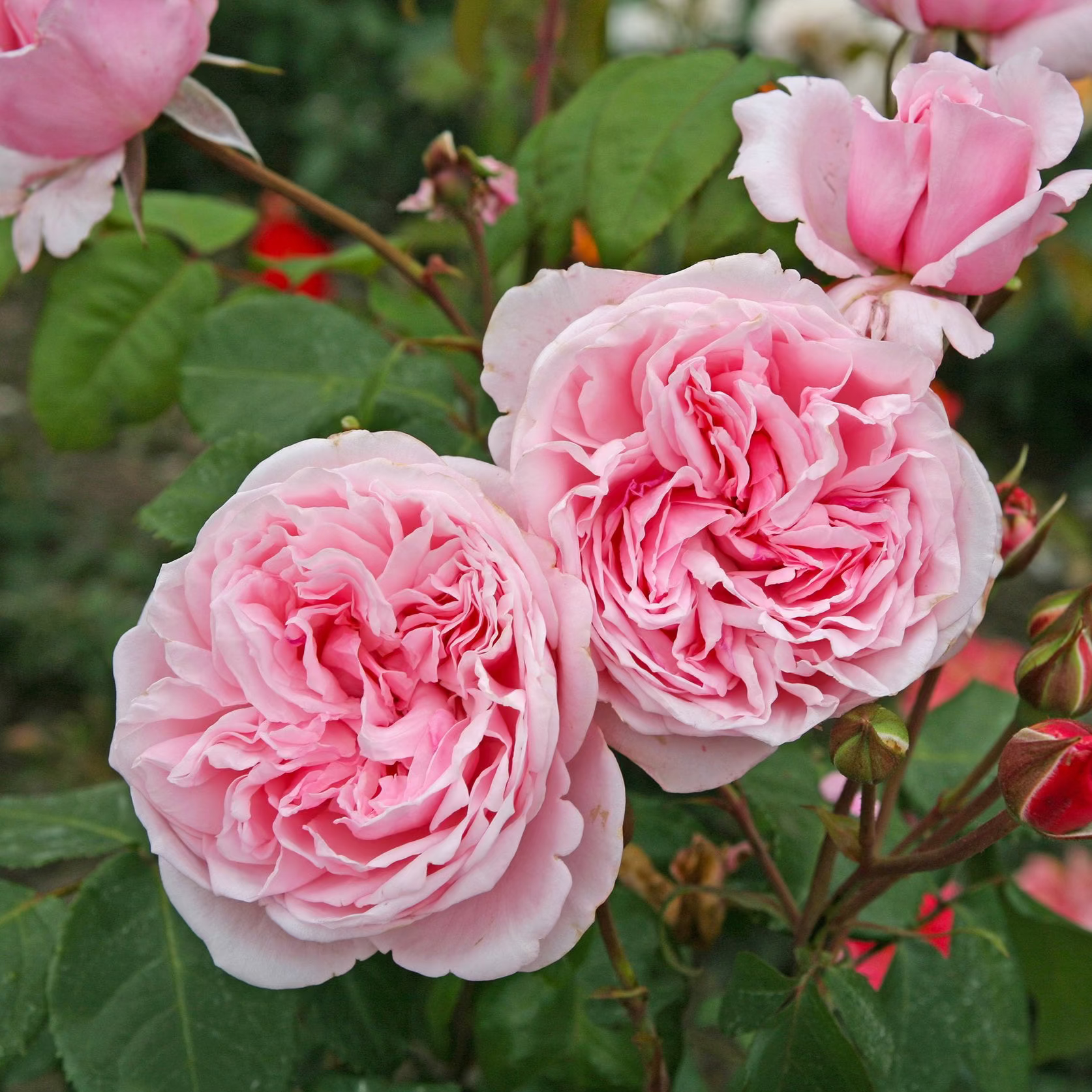 Arborose® Kiss Me Kate Bare Root Climbing Rose