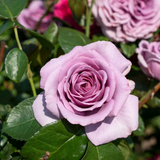 Arborose® Quicksilver Bare Root Climbing Rose