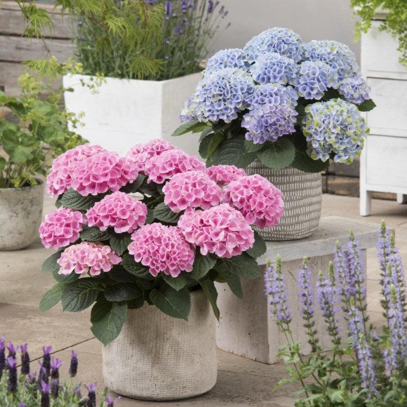 Hydrangea Magical® Elizabeth Ashley Potted Bigleaf Hydrangea Bush