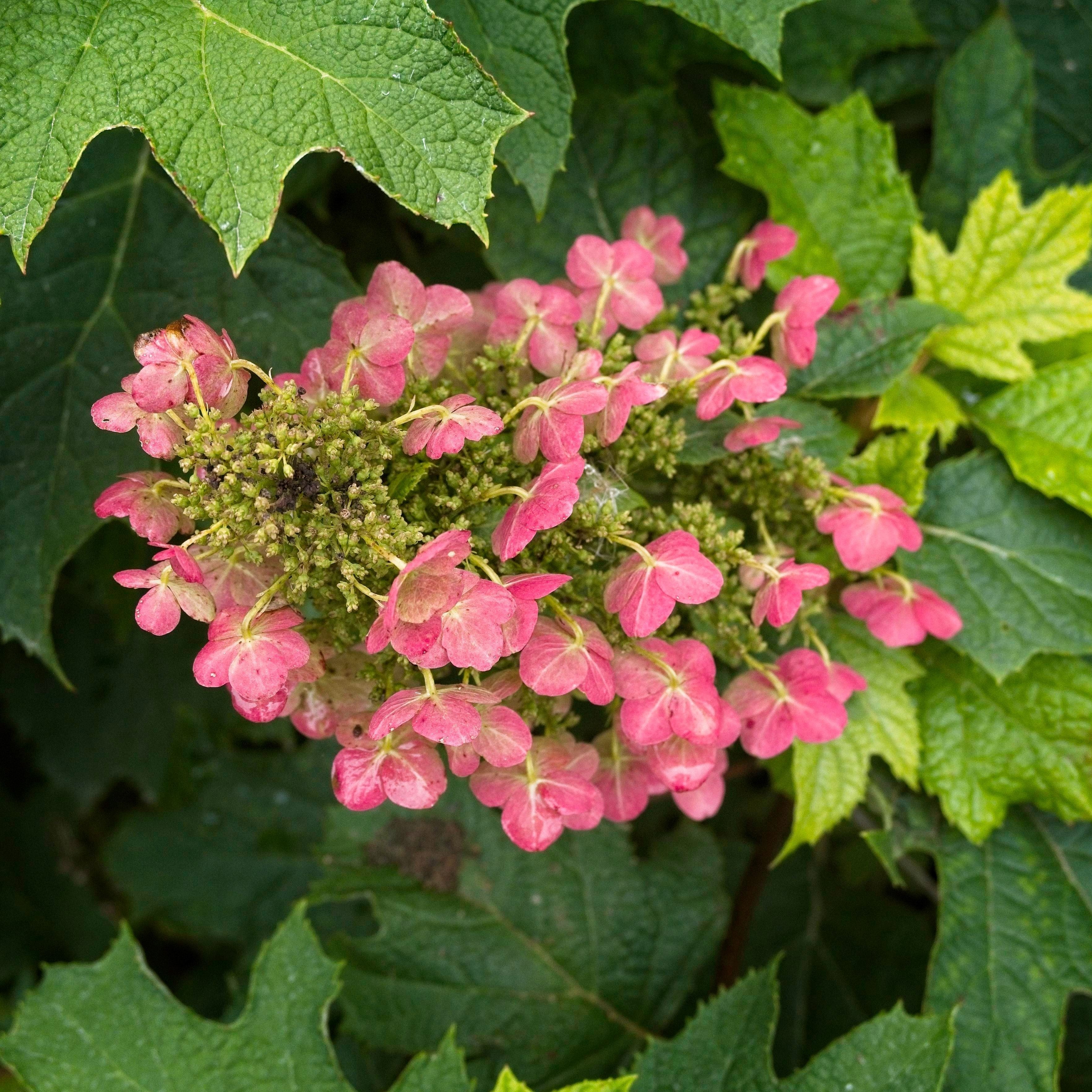 Hydrangea Ruby Slippers Potted Oakleaf Hydrangea Bush
