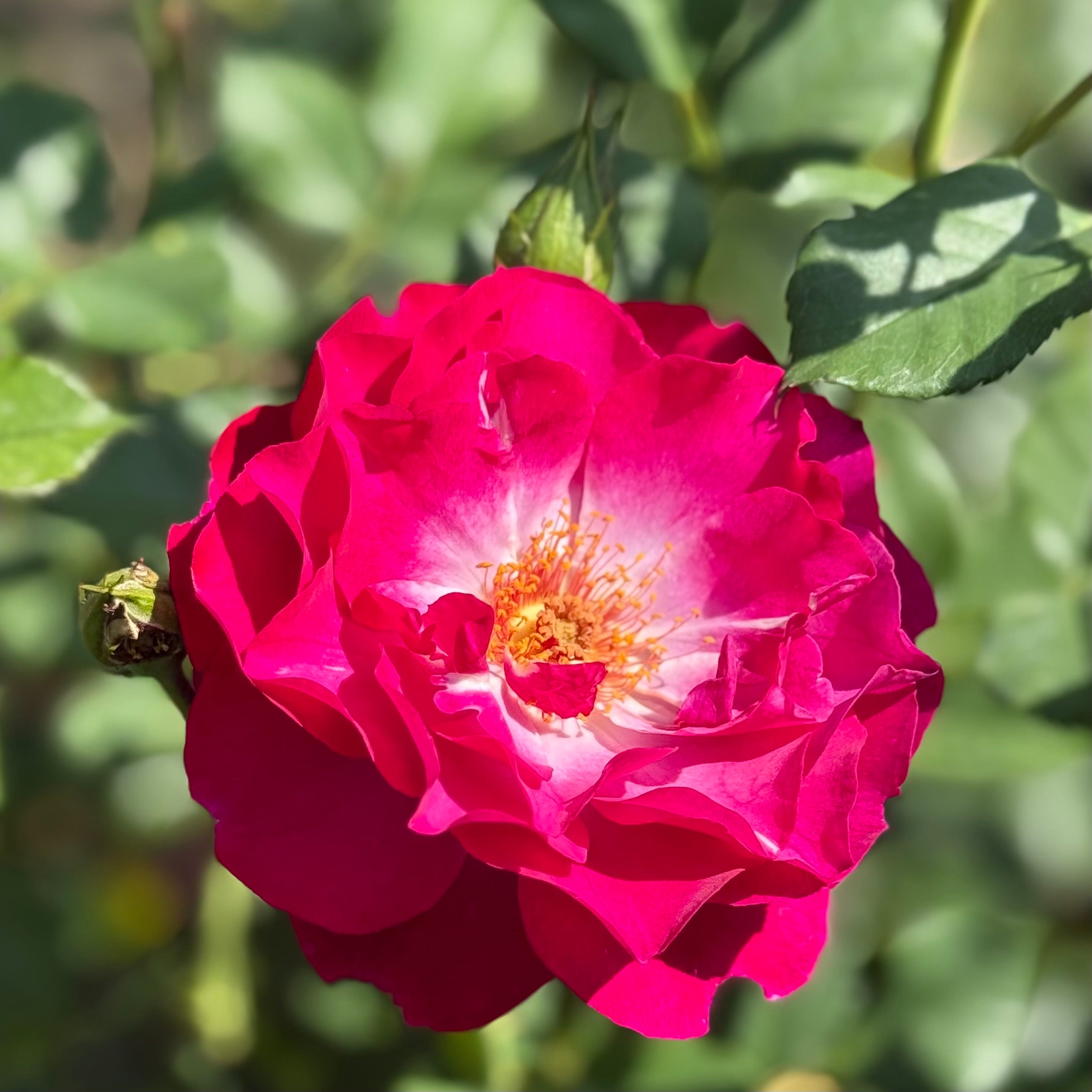 Wild Blue Yonder™ Potted Rose Bush