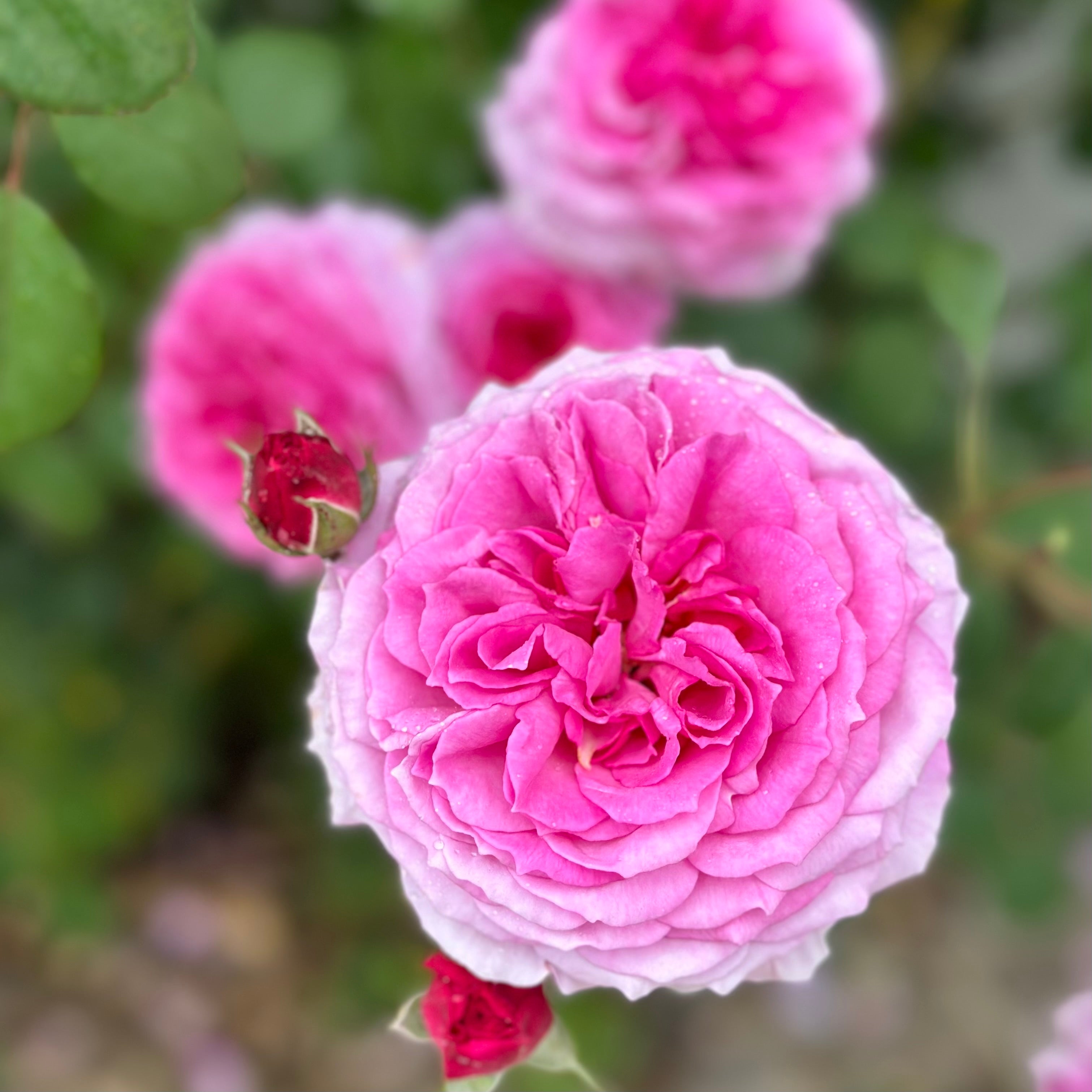 David Austin® James Galway® Potted Climbing Rose
