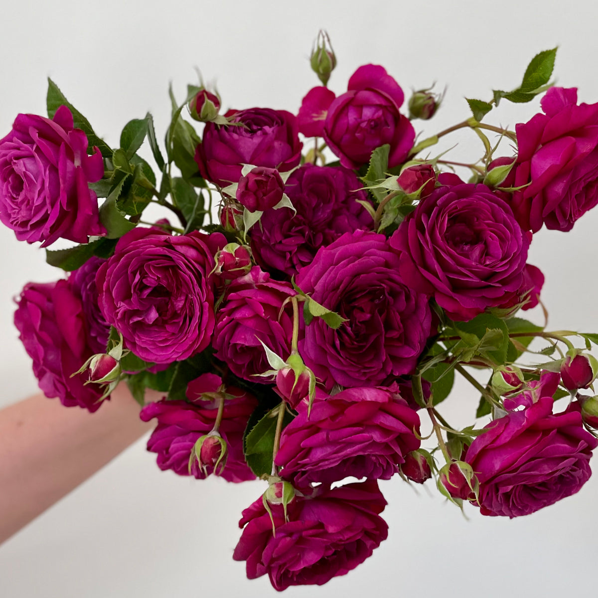Celestial Night™ Potted Rose Bush