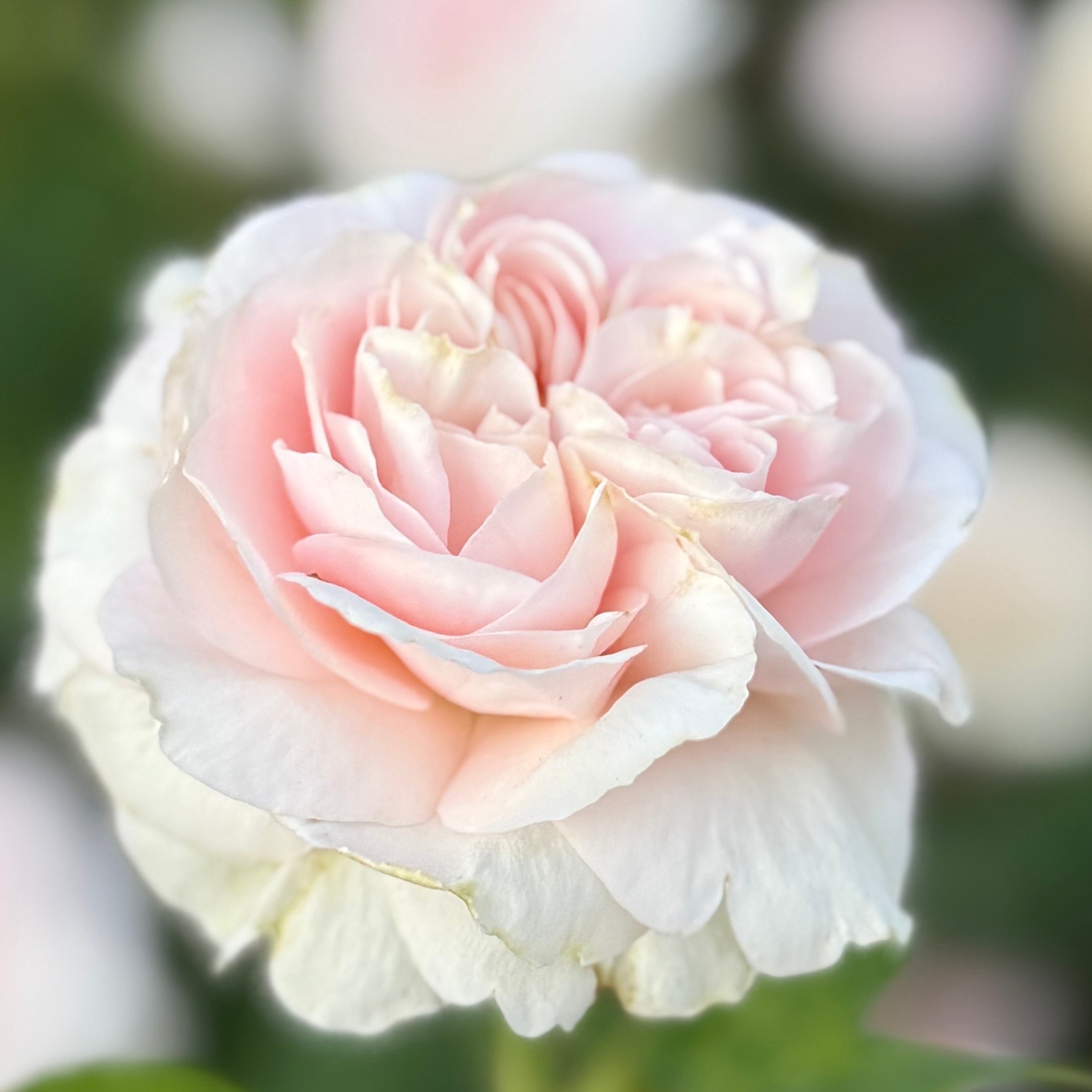 David Austin® The Lady Gardener® Potted Rose Bush