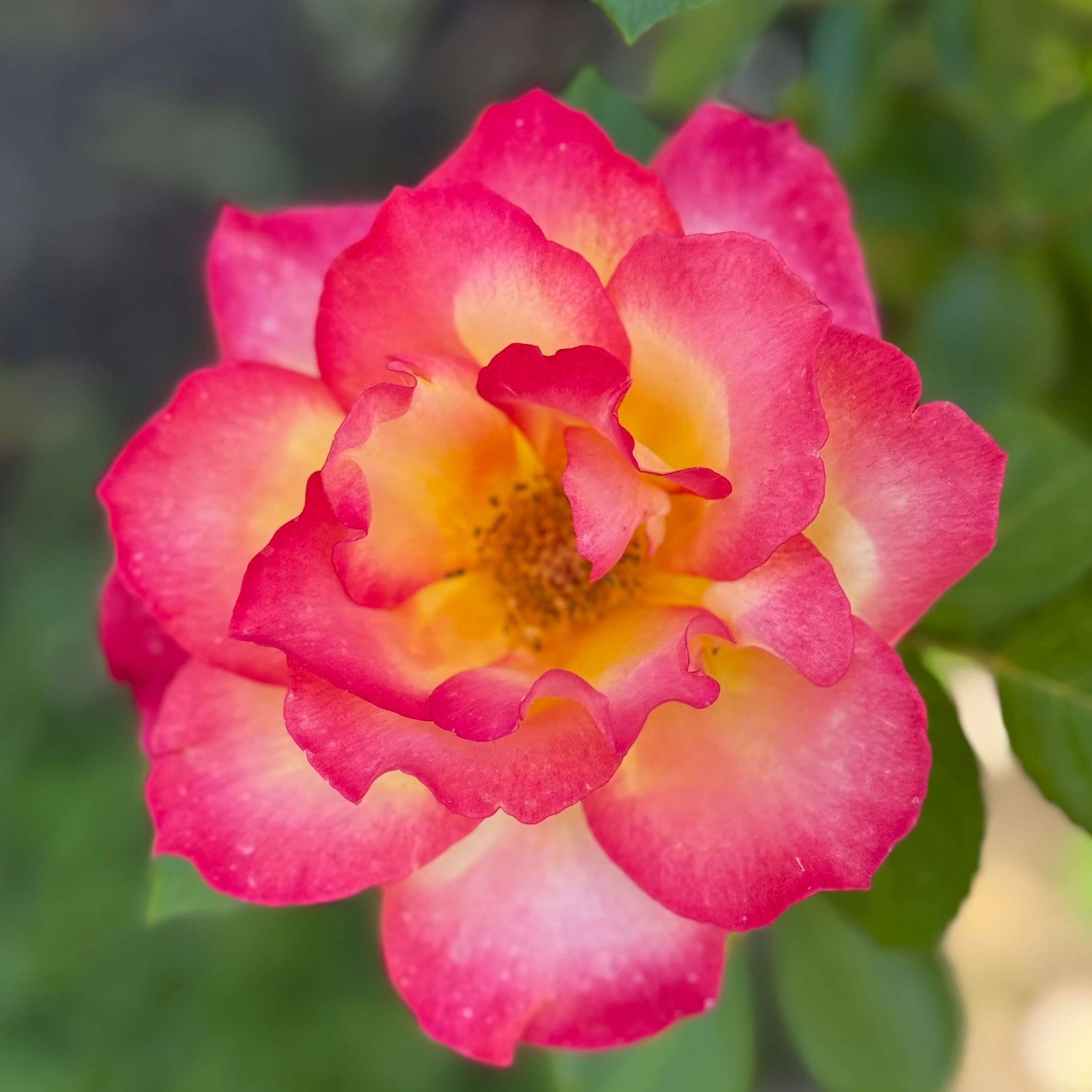 Rainbow Sorbet™ Potted Rose Bush