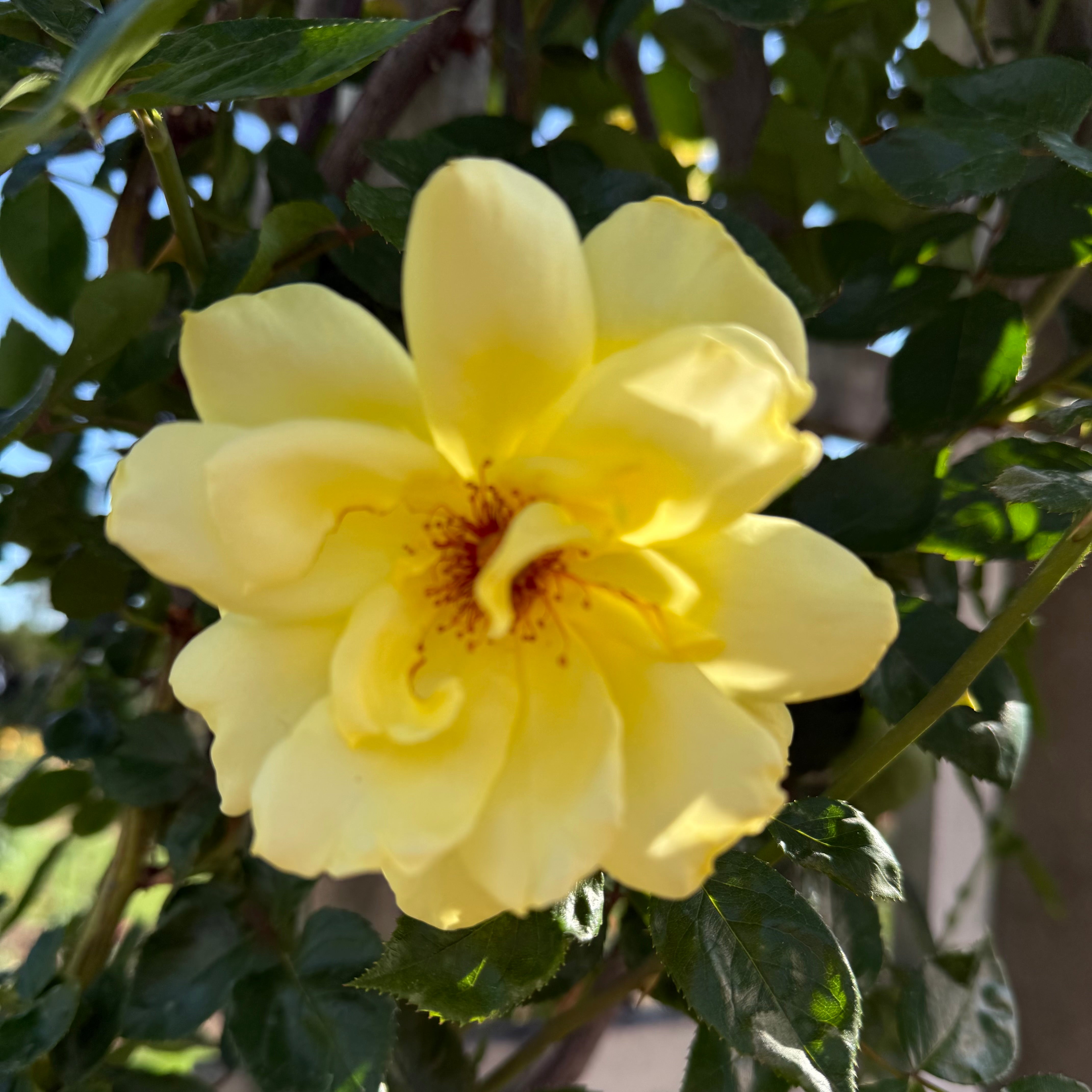 Golden Showers Bare Root Climbing Rose