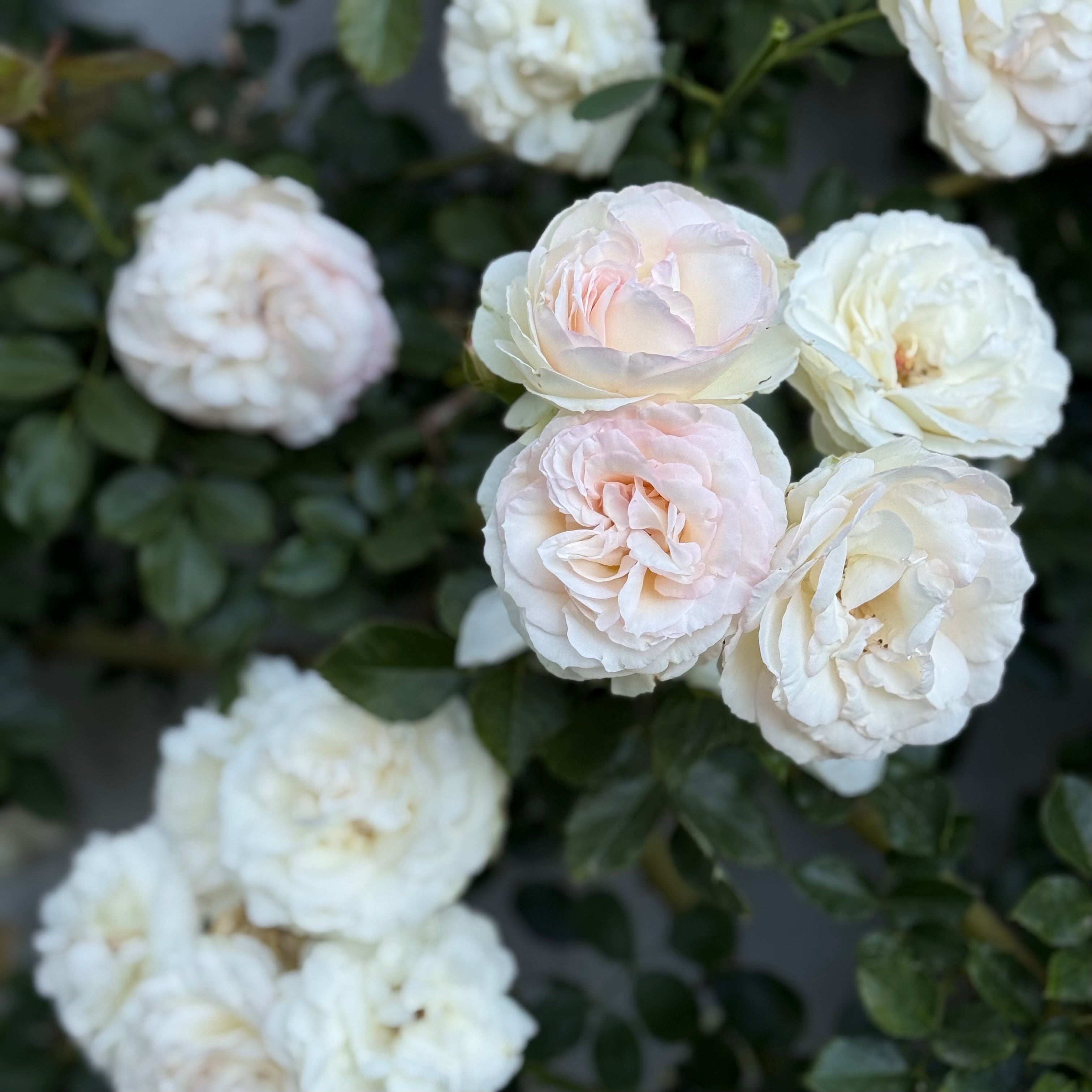 Eden Climber® White Potted Climbing Rose