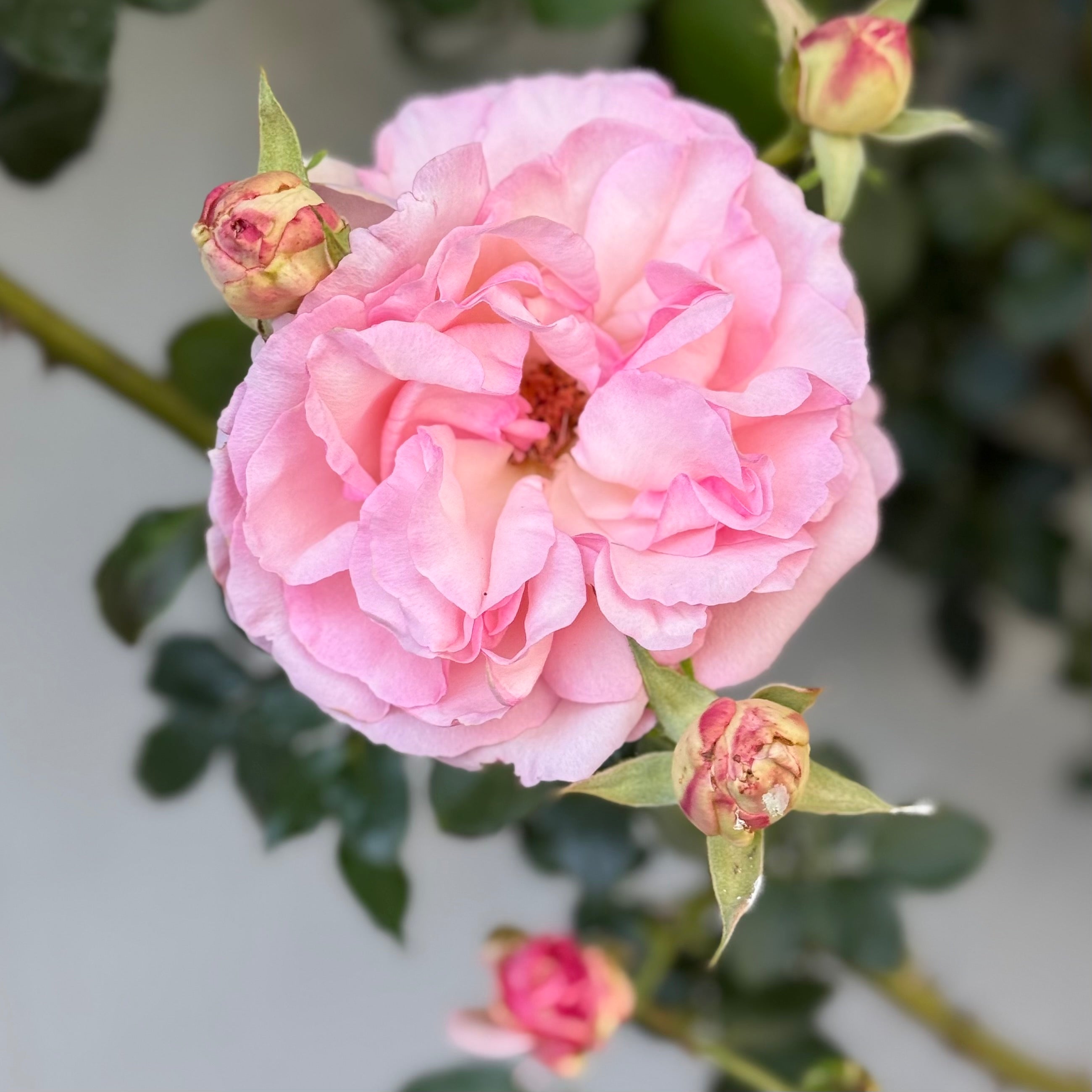 Eden Climber® Potted Climbing Rose