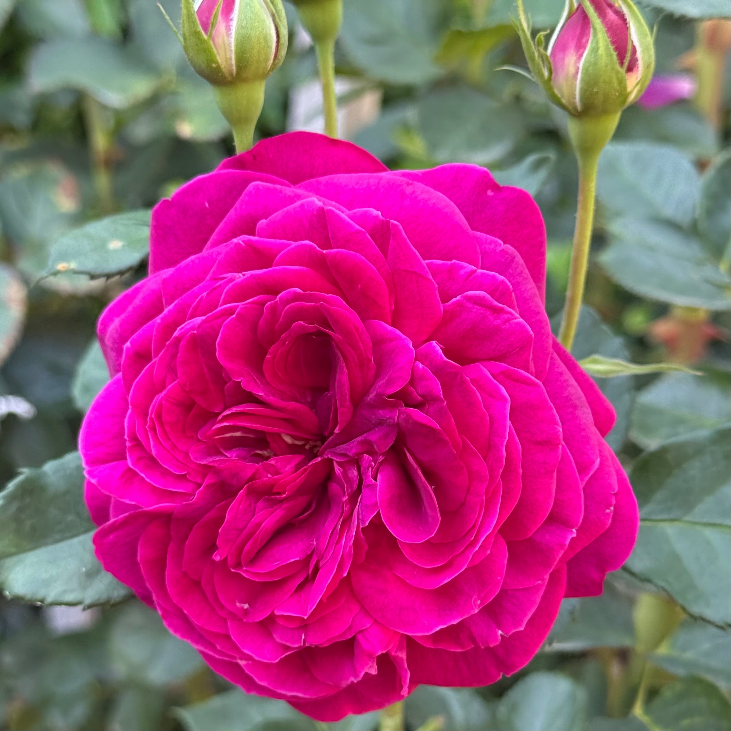 Celestial Night™ Potted Rose Bush - Grace Rose Farm