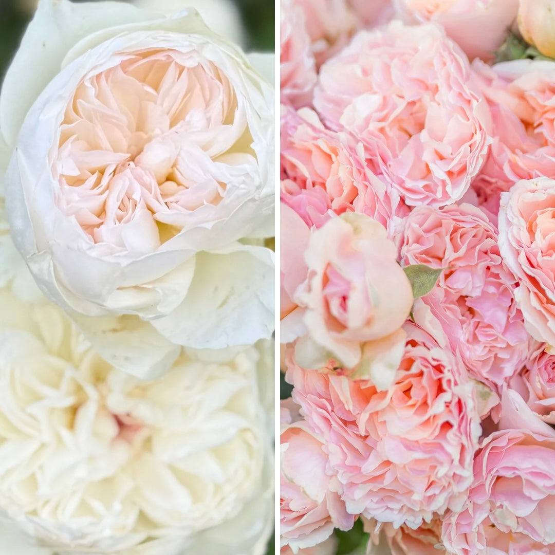 FLASH SALE - 4 Pack - 2 Bolero™ & 2 Princesse Charlese de Monaco™