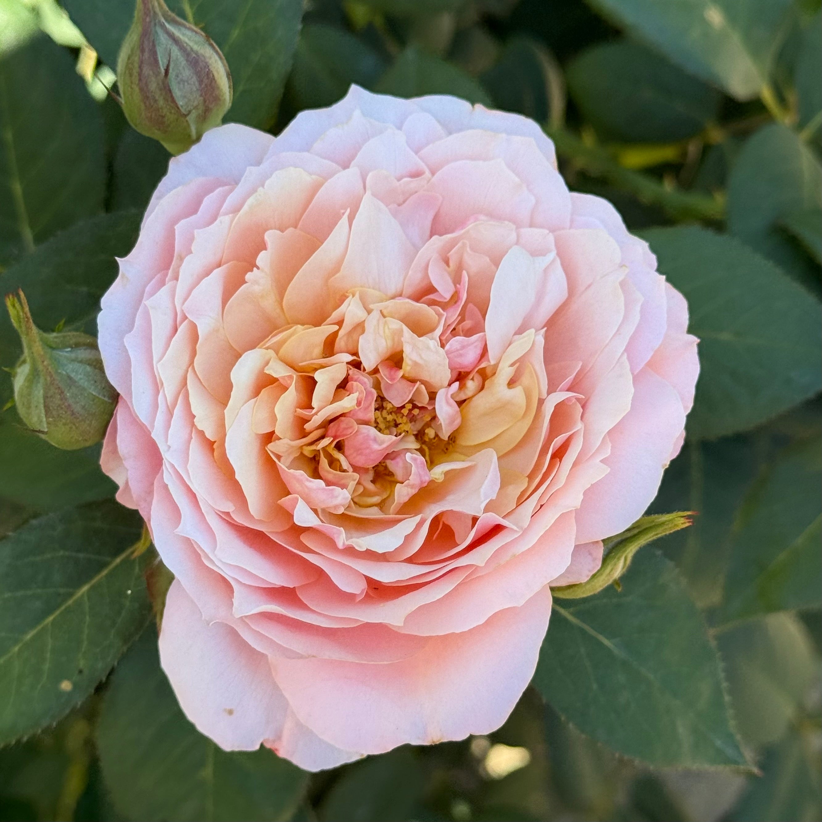 State of Grace ™ Potted Rose Bush