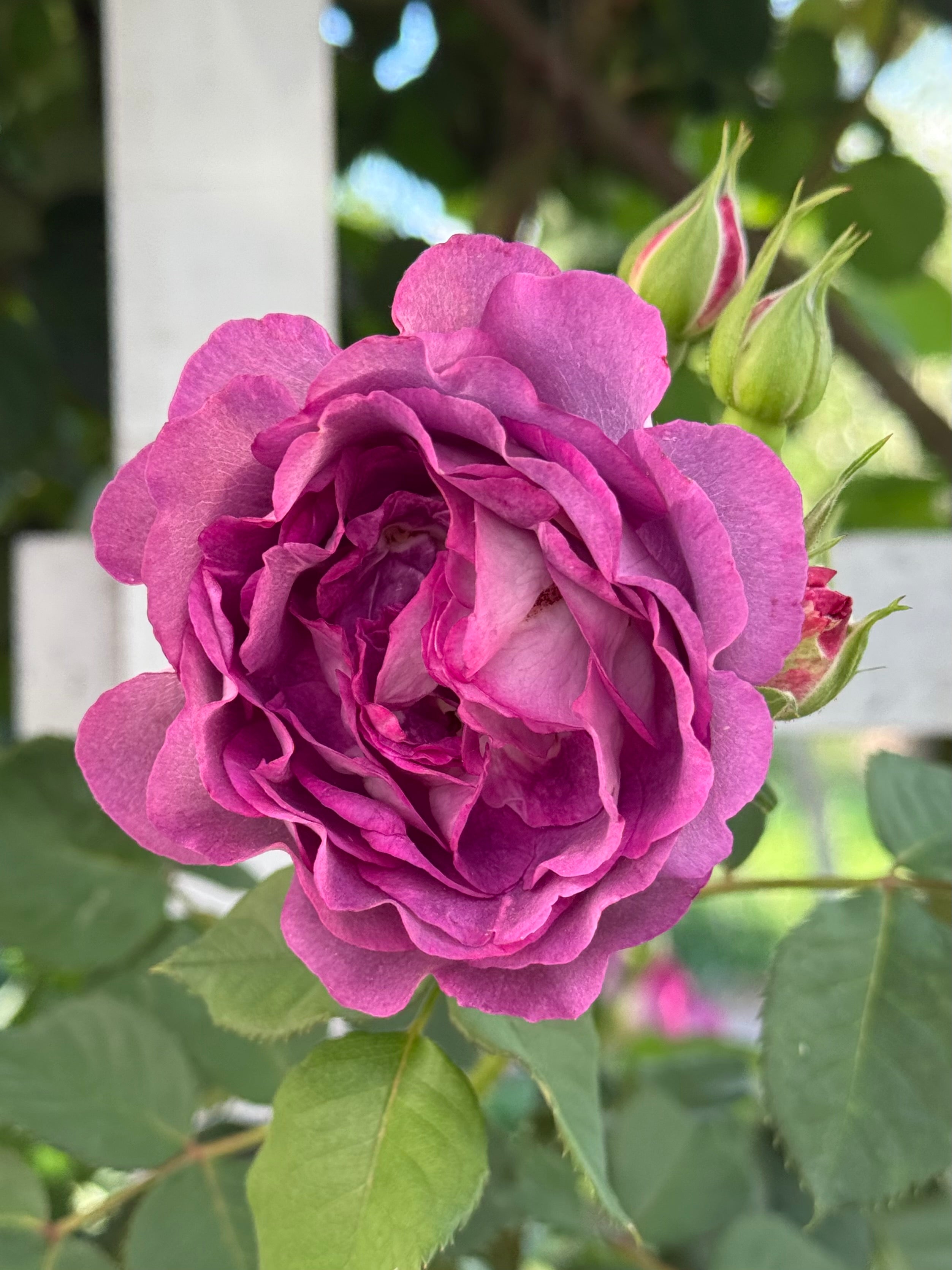 Cosmic Clouds™ Bare Root Climbing Rose