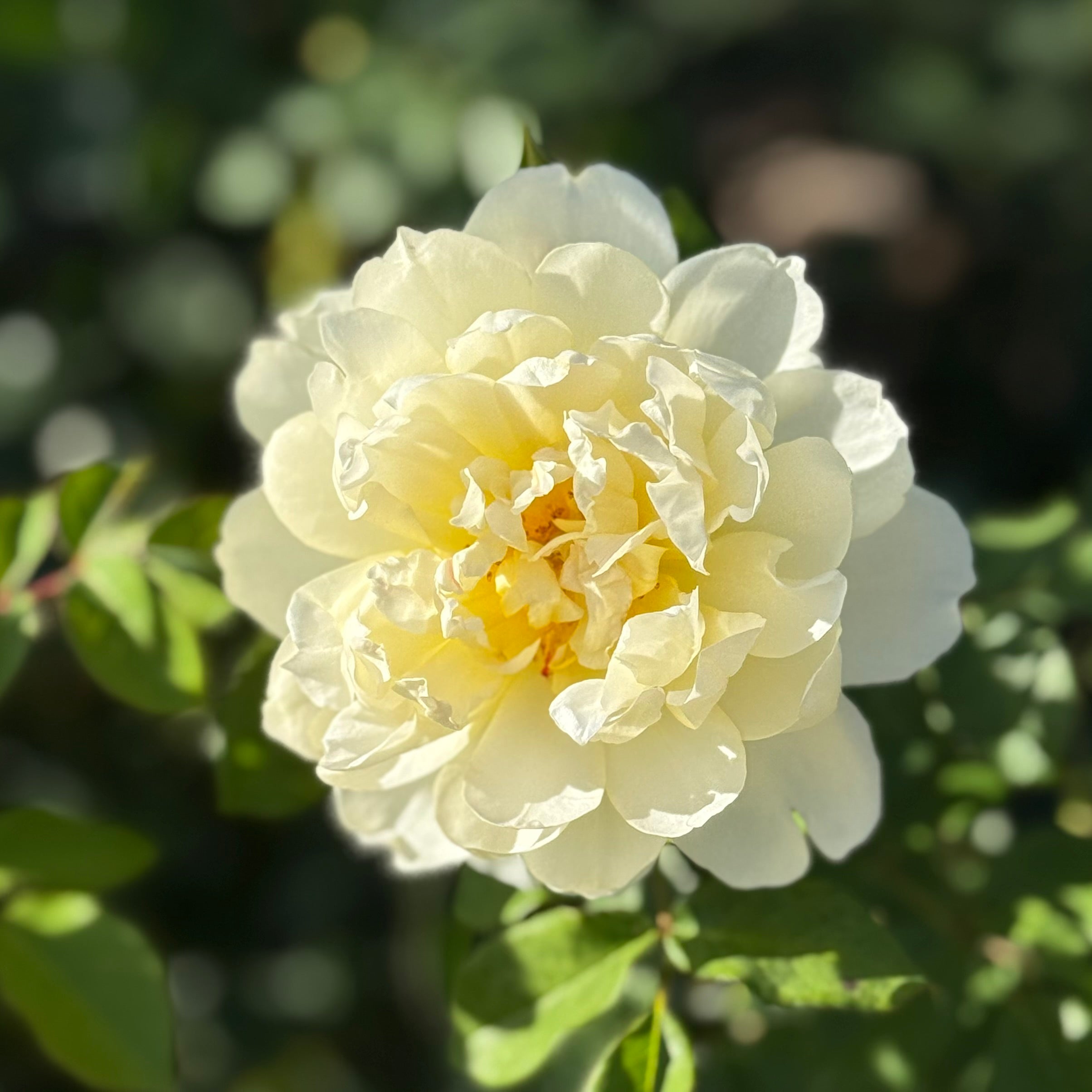 David Austin® Imogen® Potted Rose Bush
