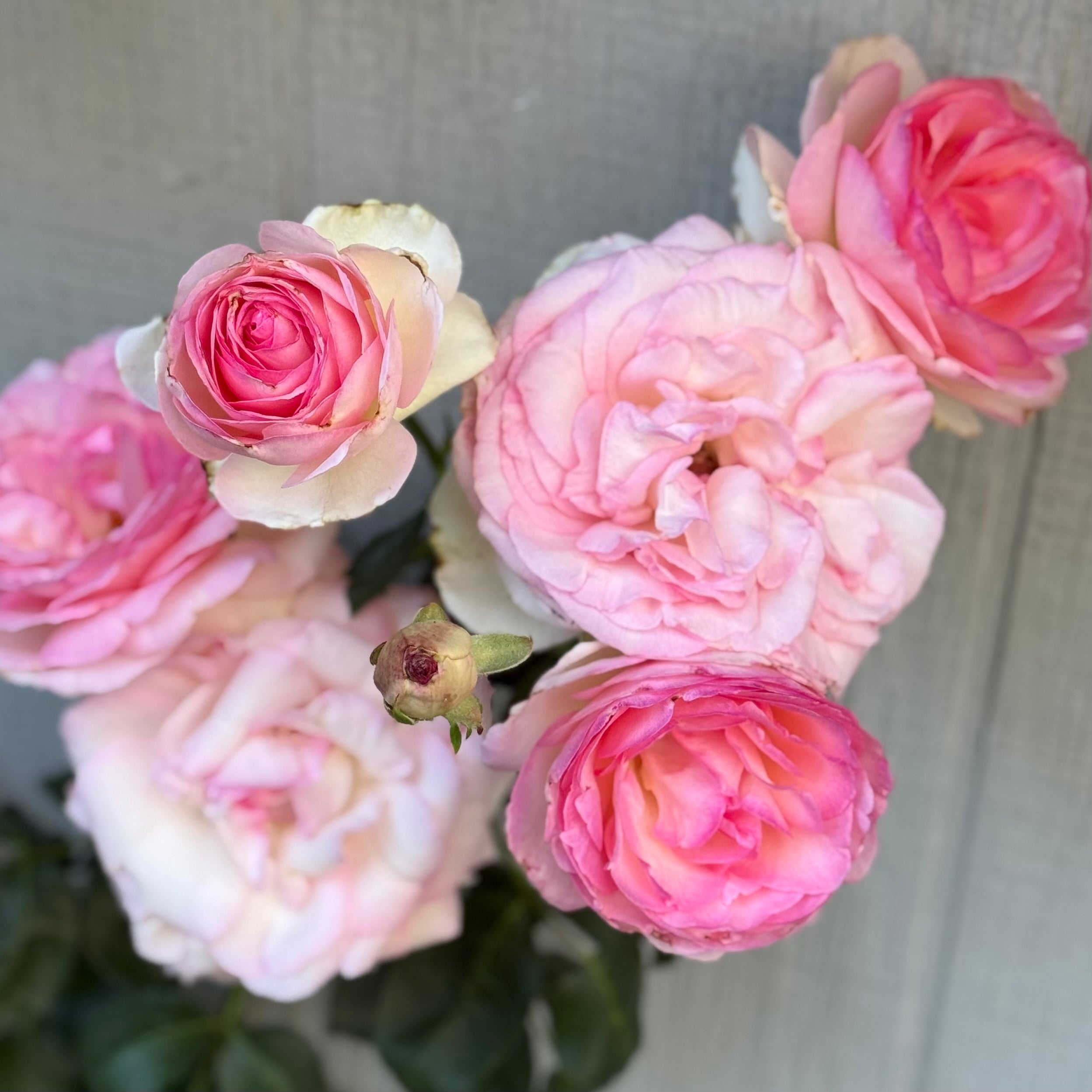 Eden Climber® Potted Climbing Rose