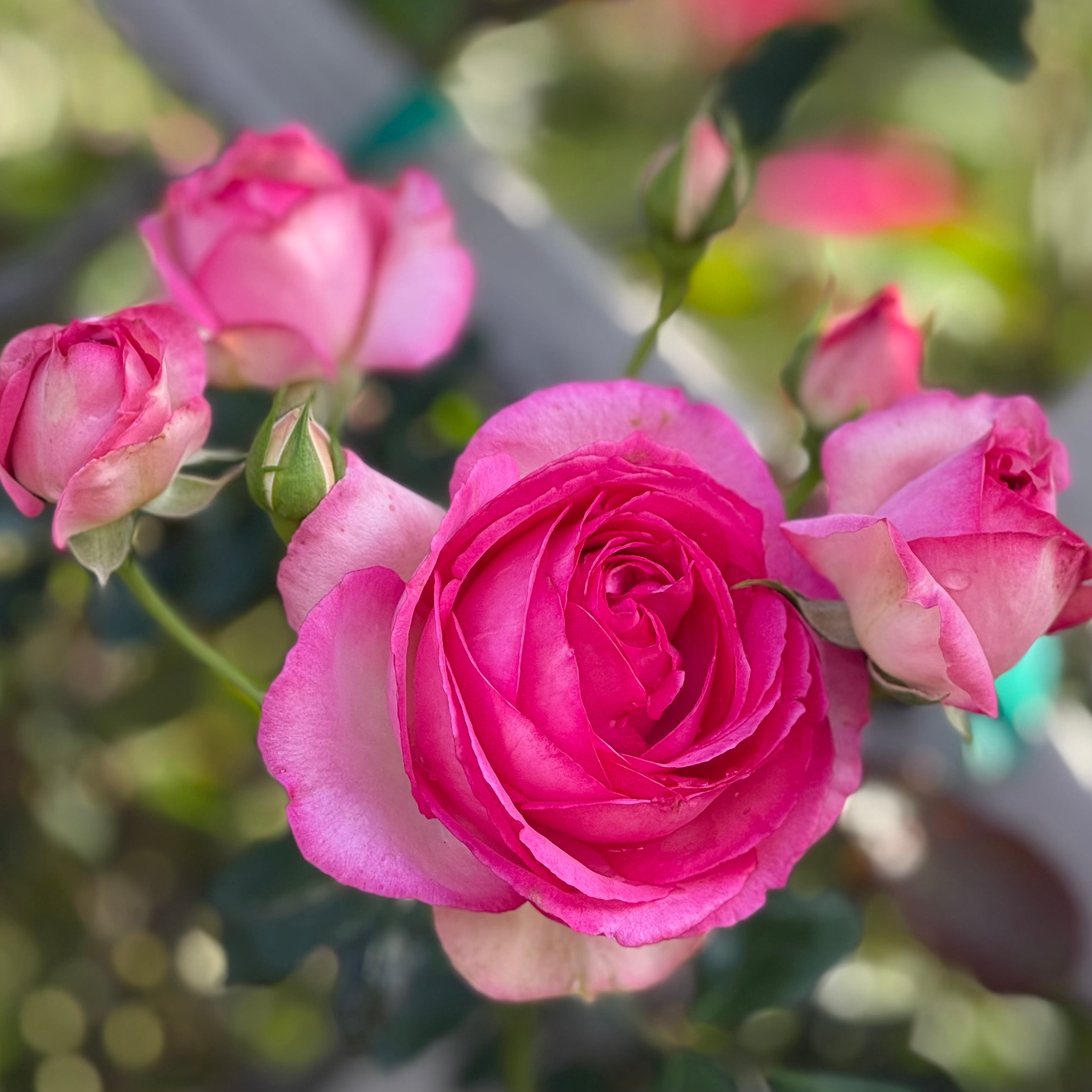 Eden Climber® Pretty In Pink Potted Climbing Rose
