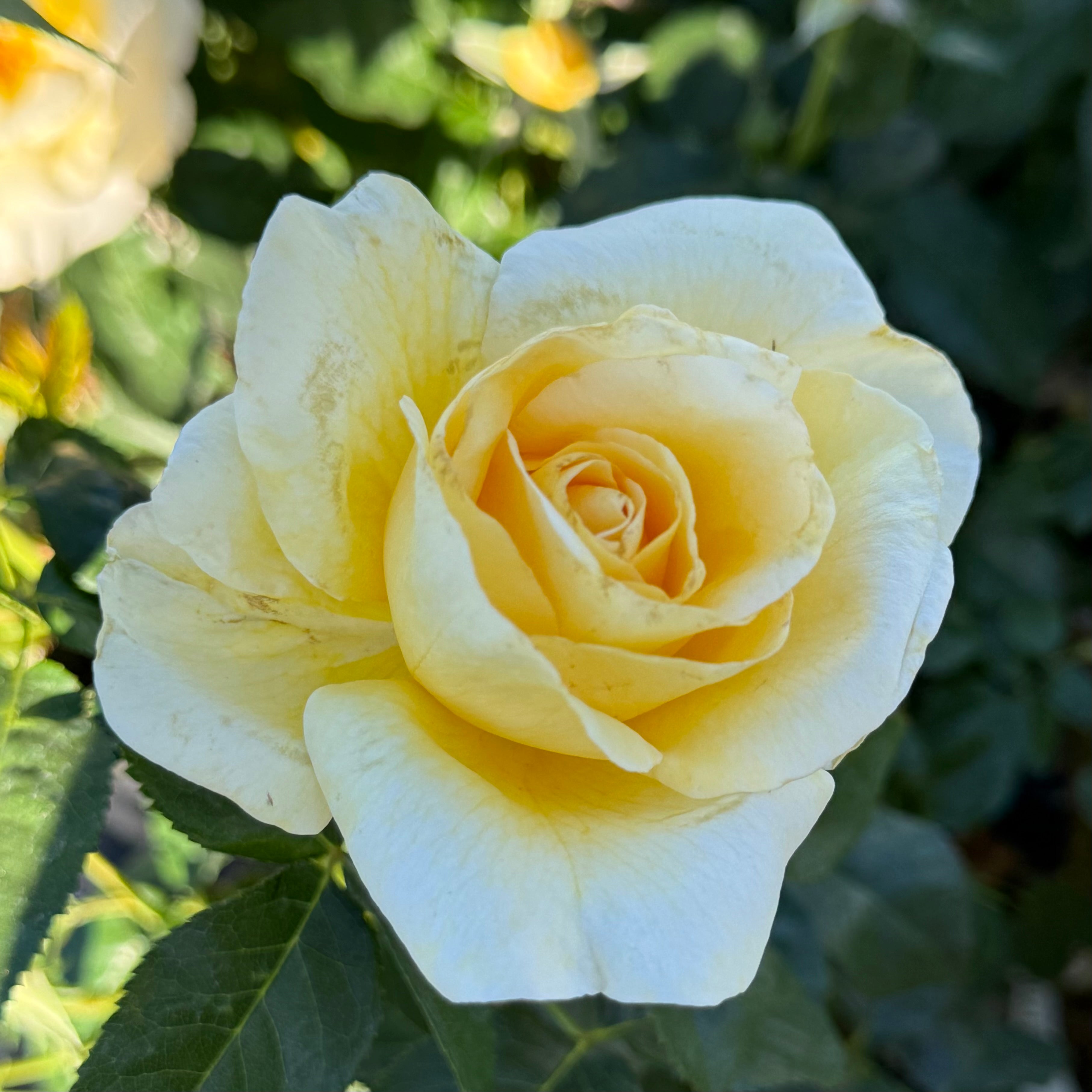 Sunshine Daydream ™ Potted Tree Rose