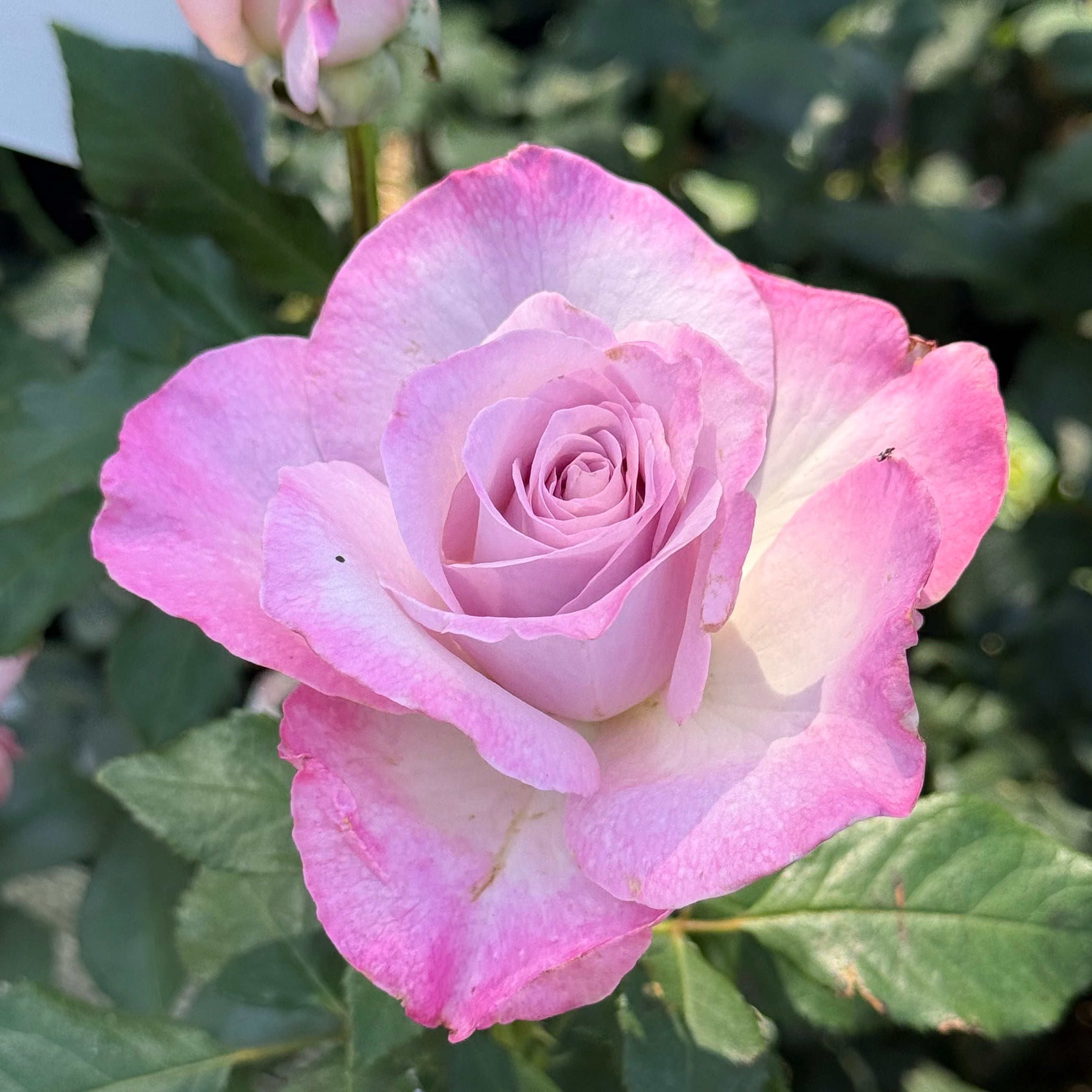 Nicole Carol Miller Potted Rose Bush