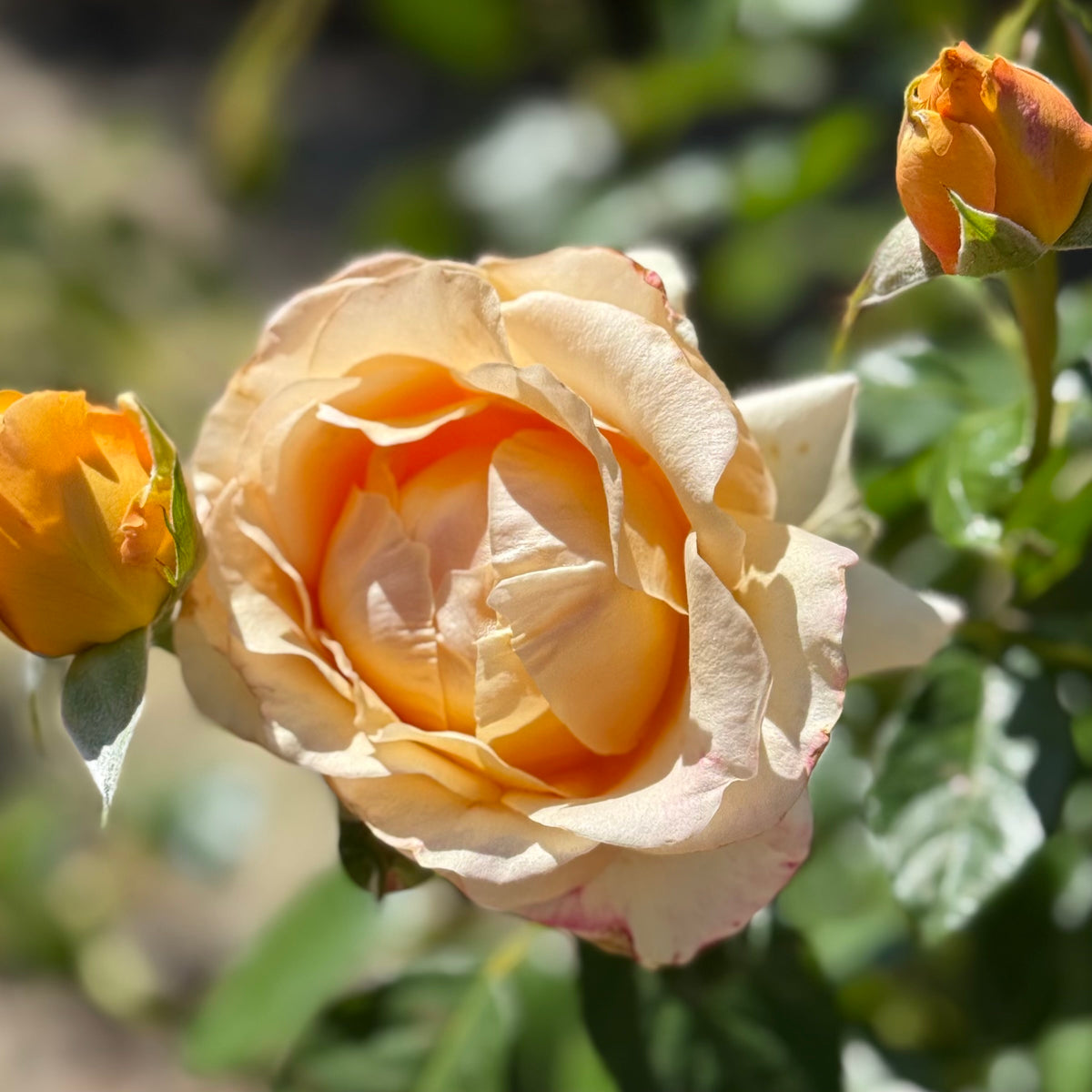 Golden Opportunity™ Bare Root Climbing Rose Bush