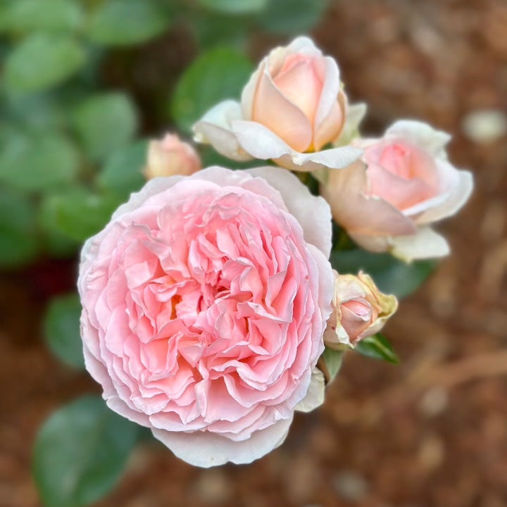 Parfuma® Bliss Bare Root Rose Bush