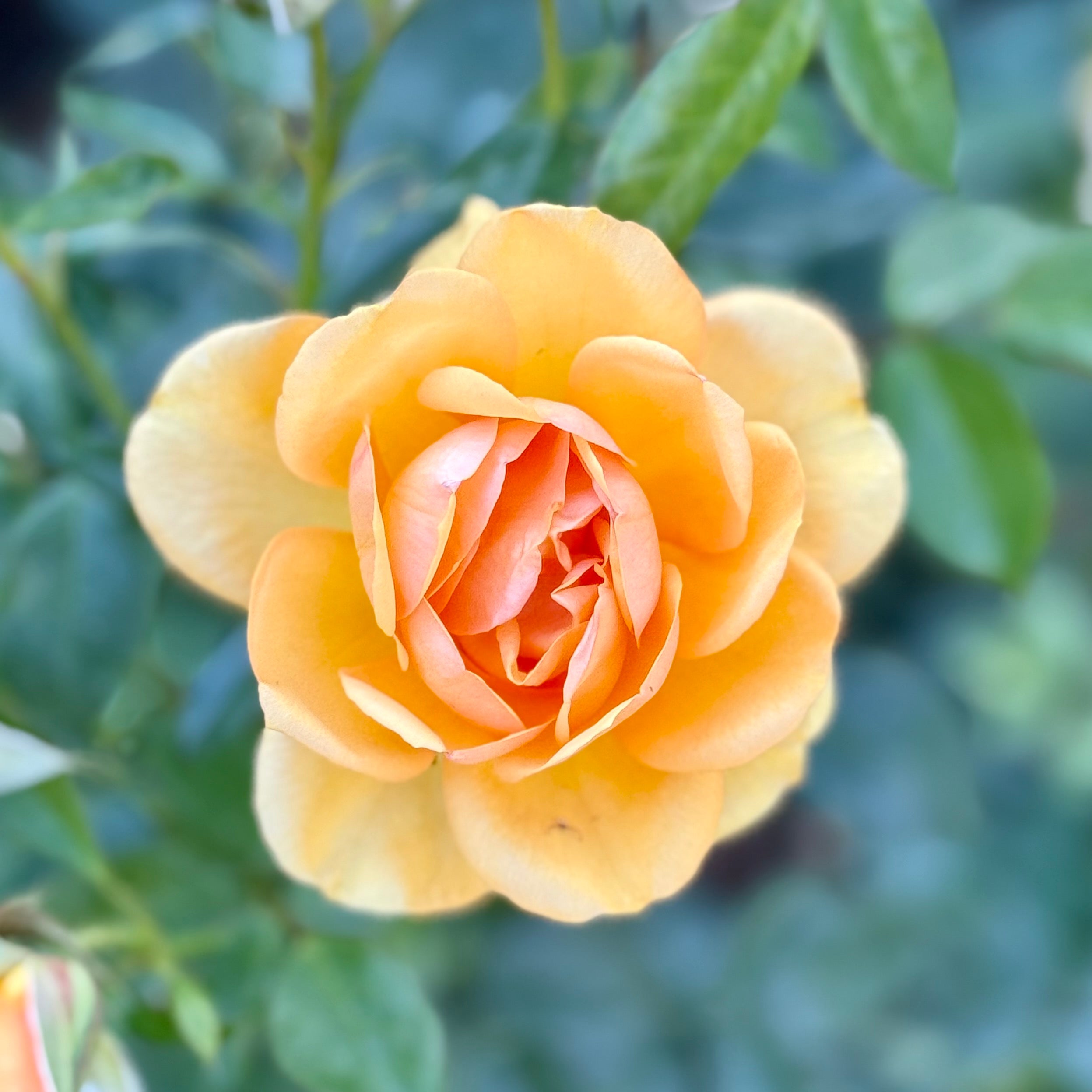 Sunbelt® South Africa® Potted Rose Bush