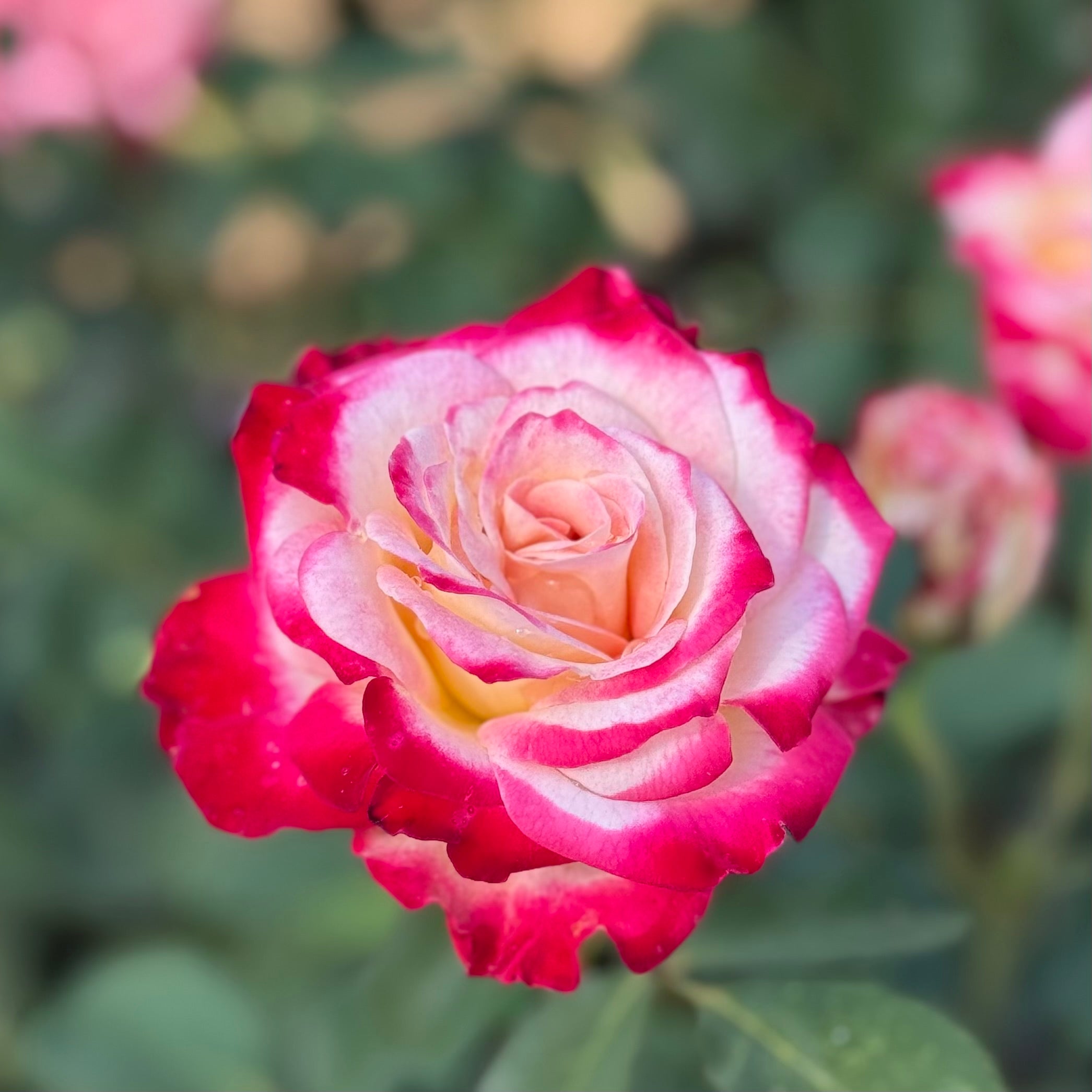 White Lies™ Potted Rose Bush