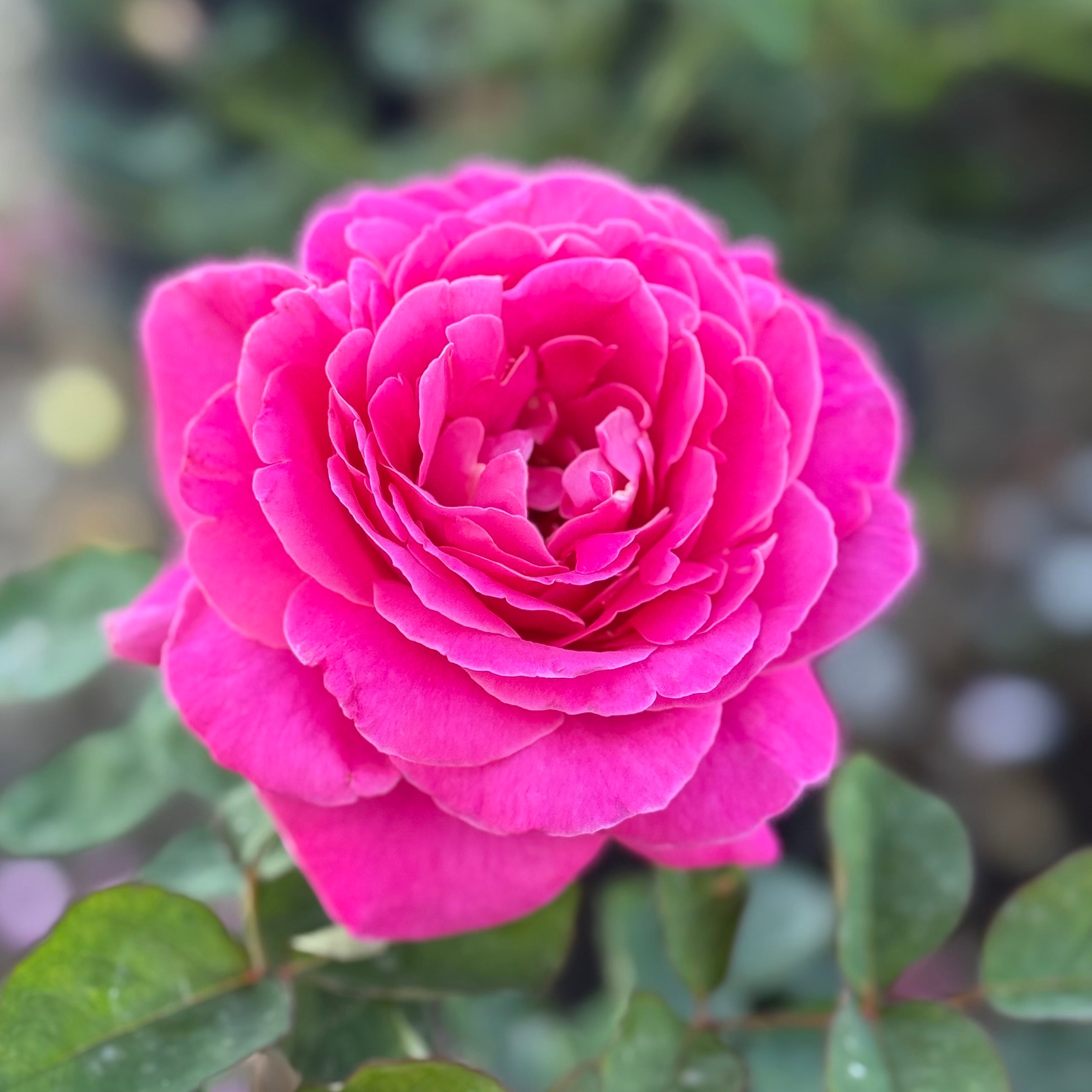 Pink Peace™ Potted Rose Bush