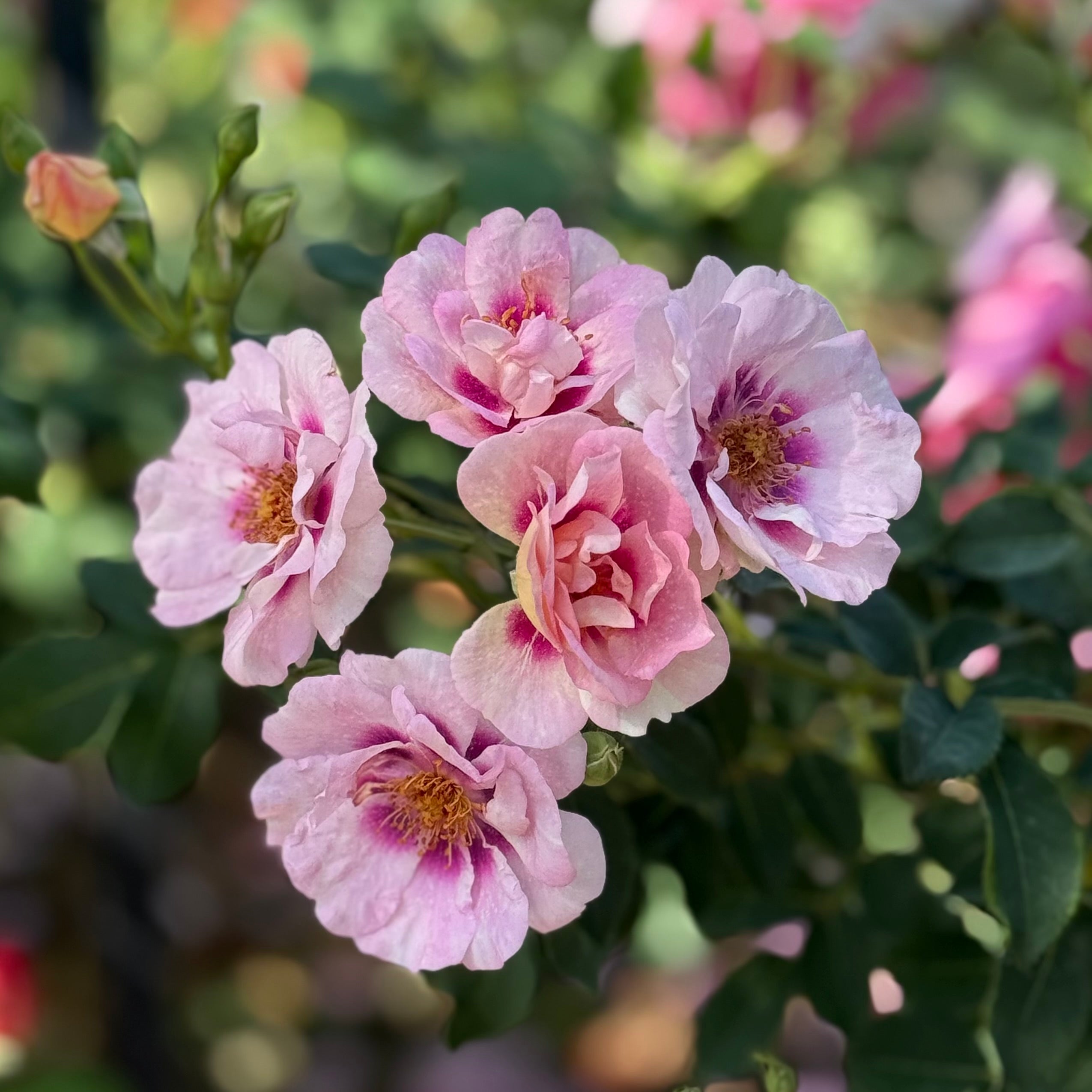 Easy on the Eyes™Potted Rose Bush