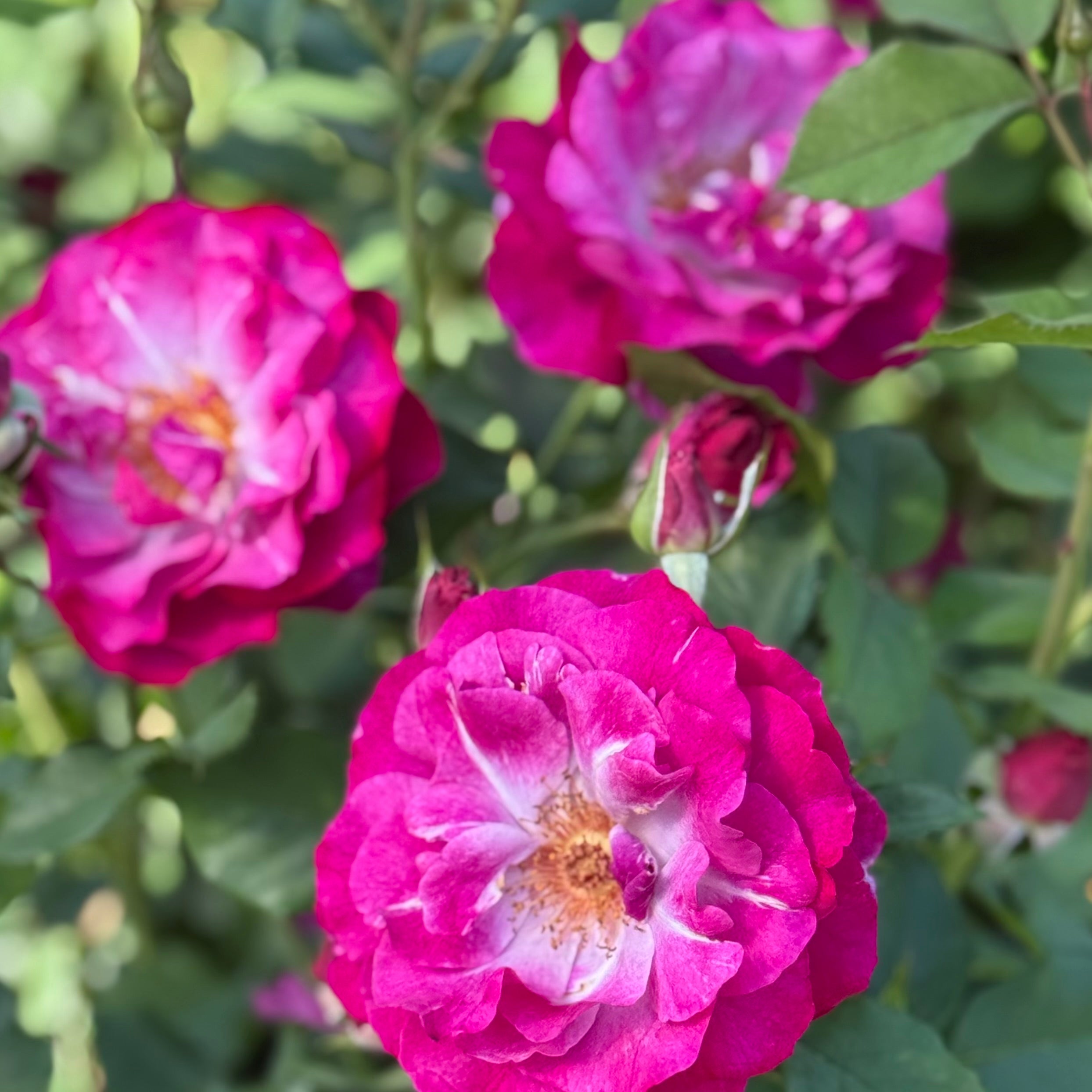 Wild Blue Yonder™ Bare Root Rose Bush