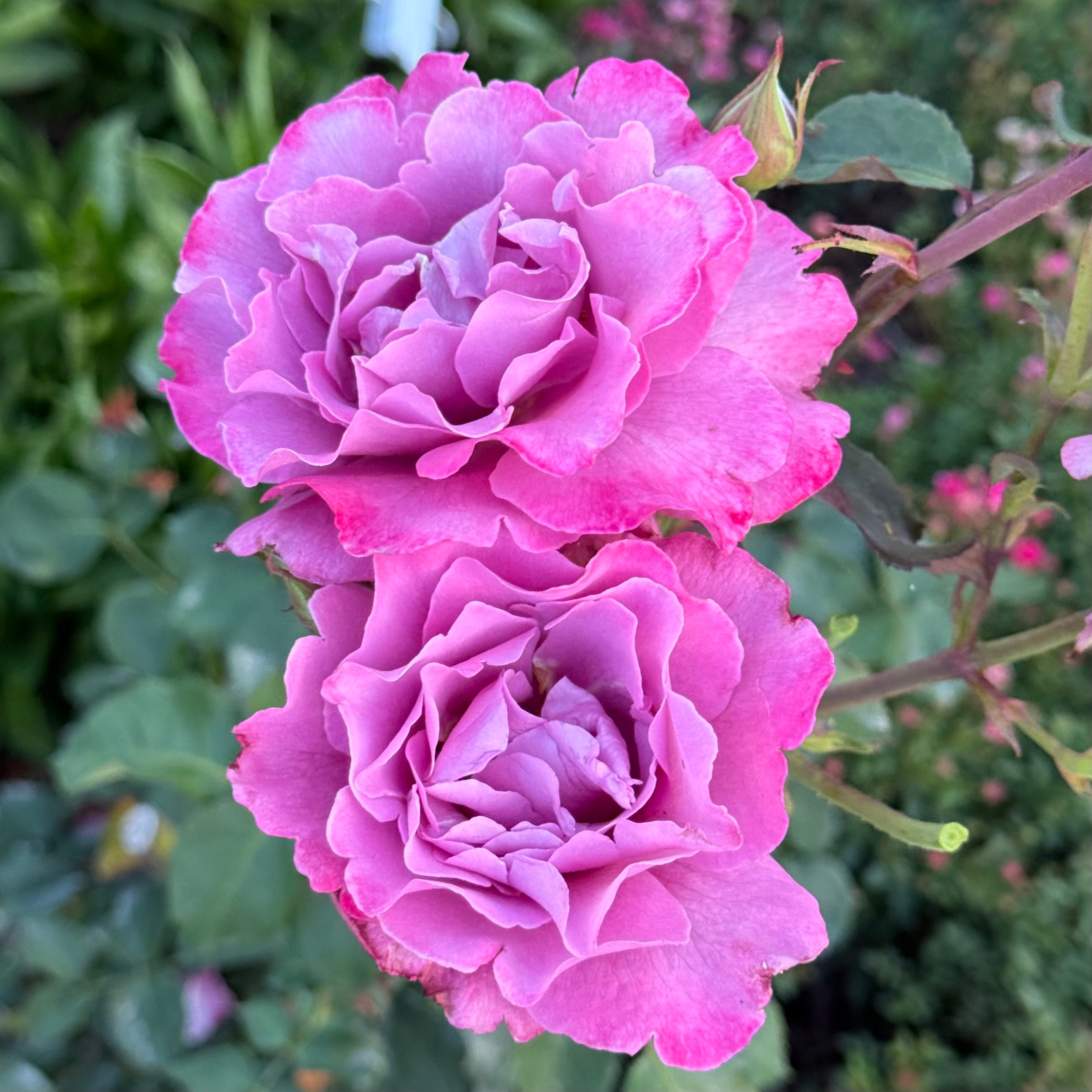 Angel Face Potted Tree Rose