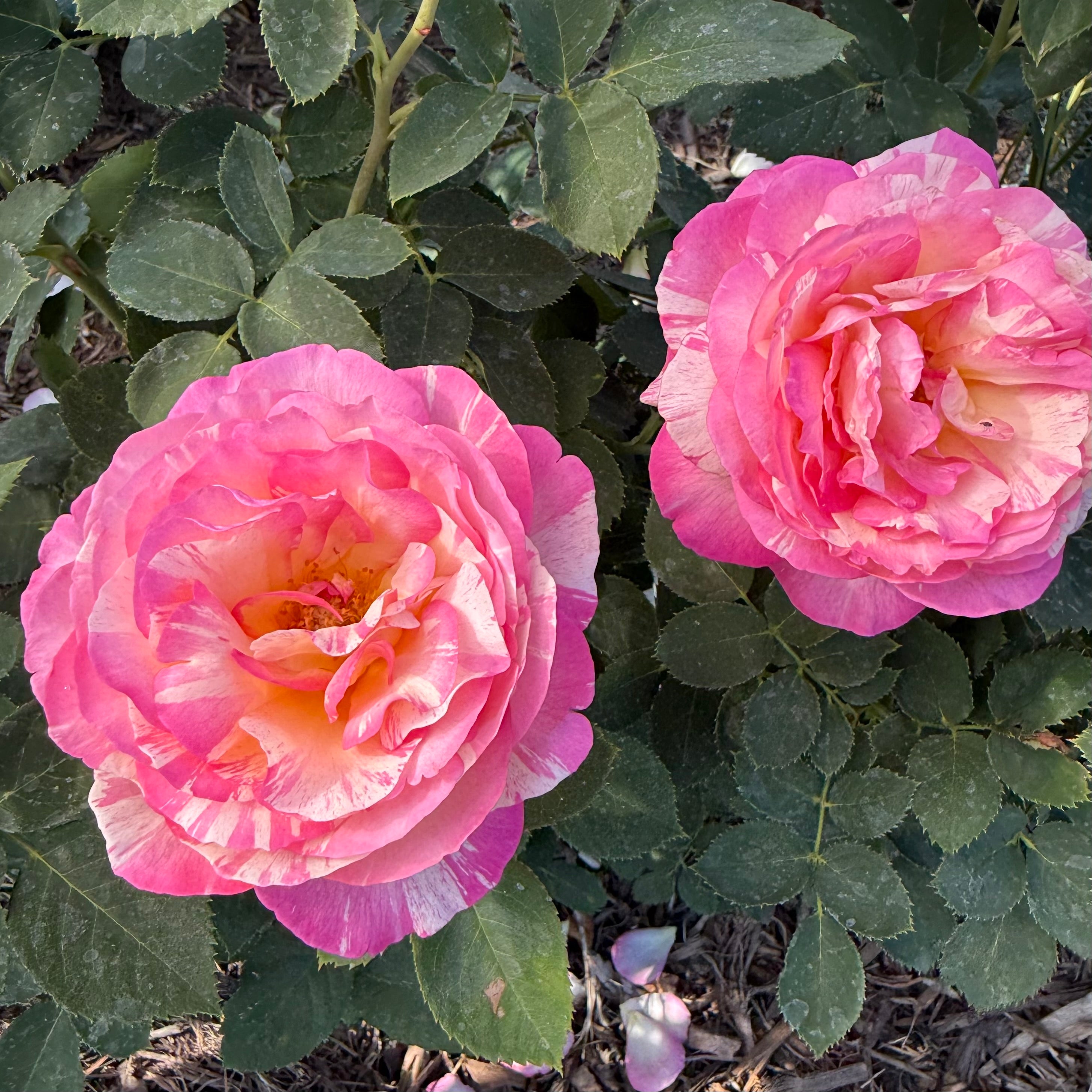 Marc Chagall ™ Potted Rose Bush